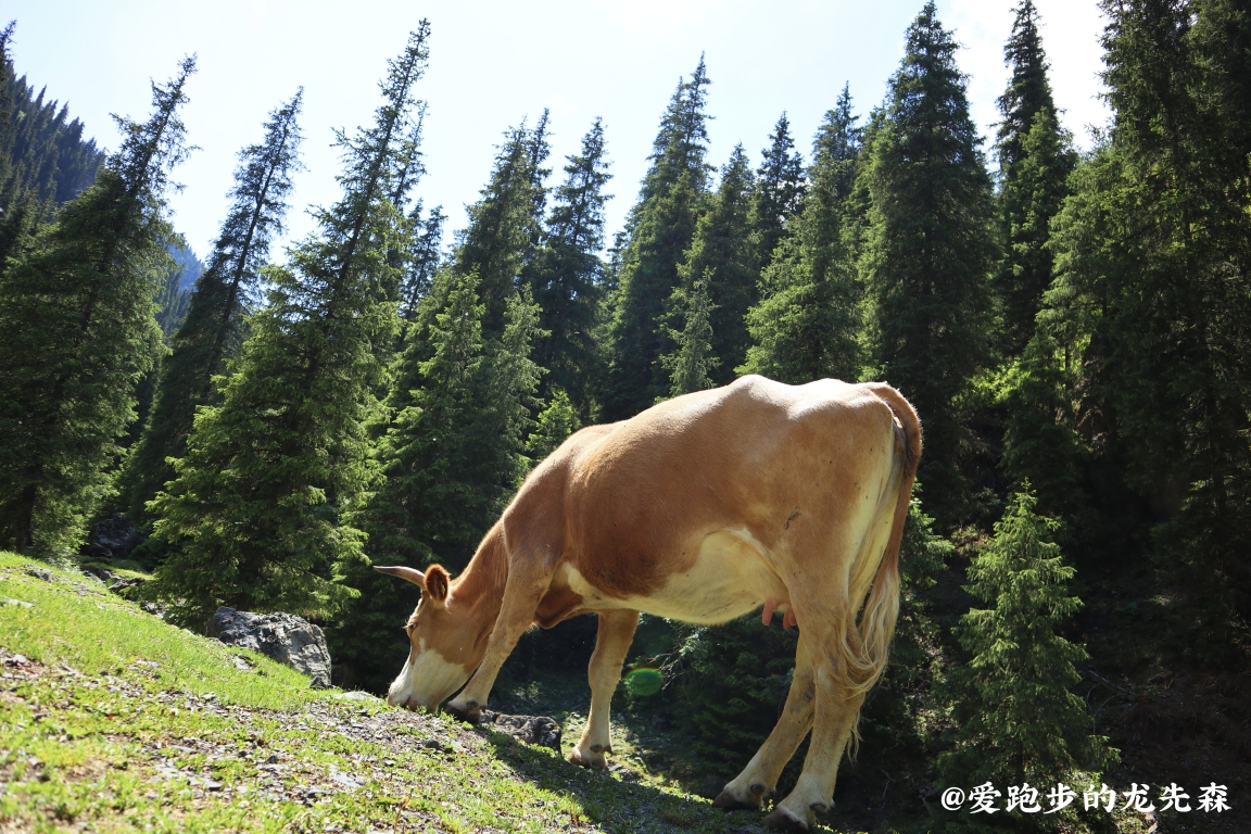 【乌鲁木齐县图片】独具“疆”心（3）｜马放南山之静悠，瀑出山谷震天山——乌鲁木齐周边避暑好去处