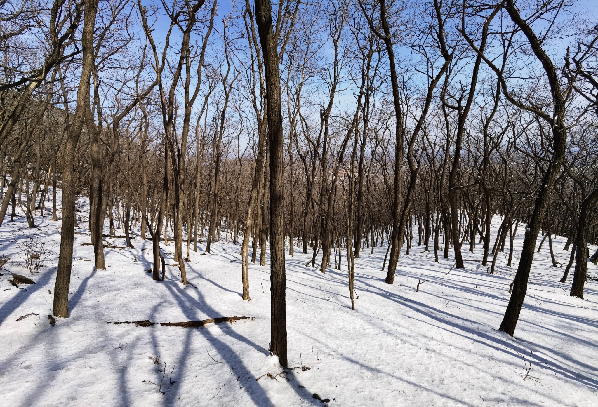 玉树傲娇银花怒放雪岭惊艳帅哥黯然美女失色嶕峣山雪图洛阳