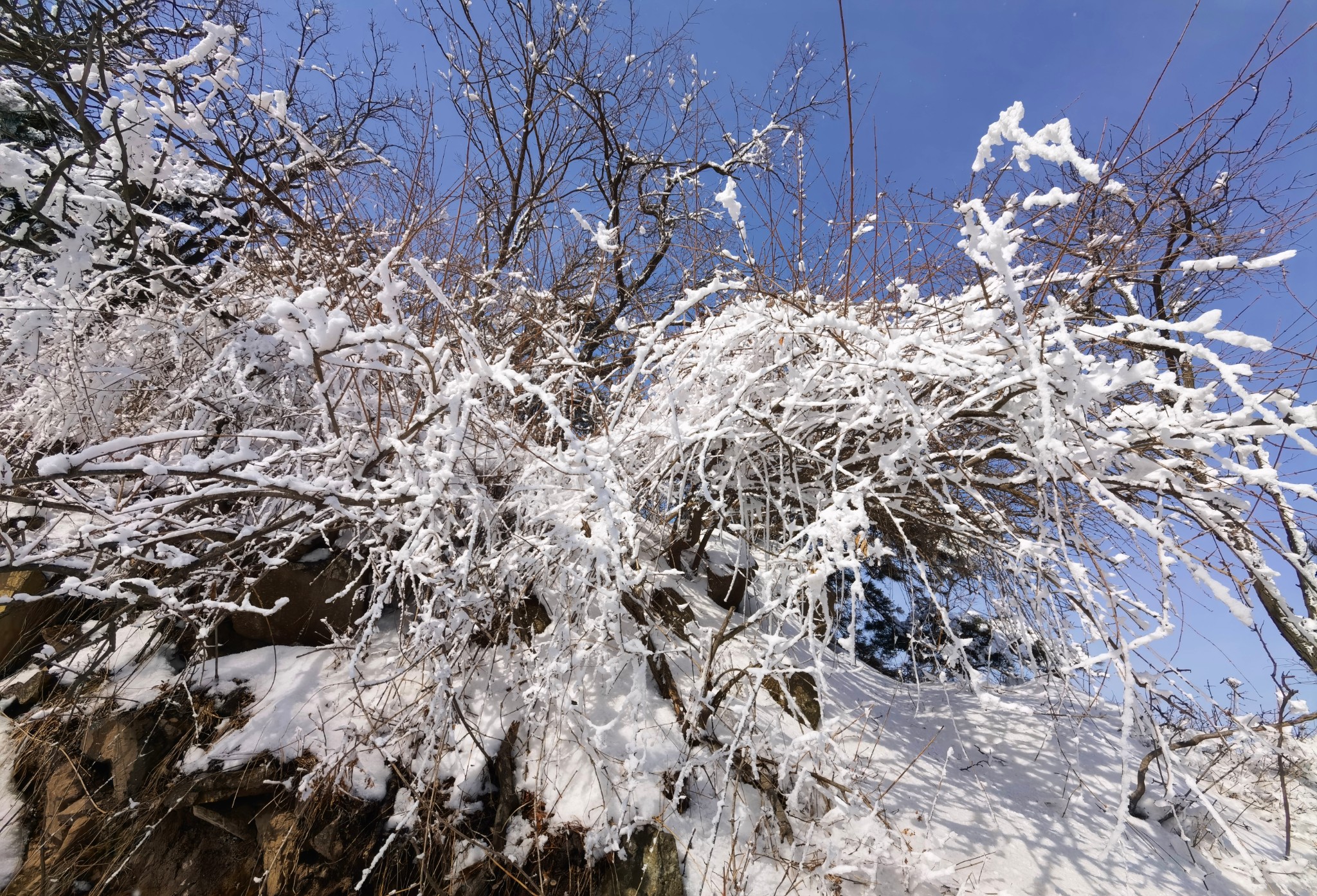 玉树傲娇银花怒放雪岭惊艳帅哥黯然美女失色嶕峣山雪图洛阳