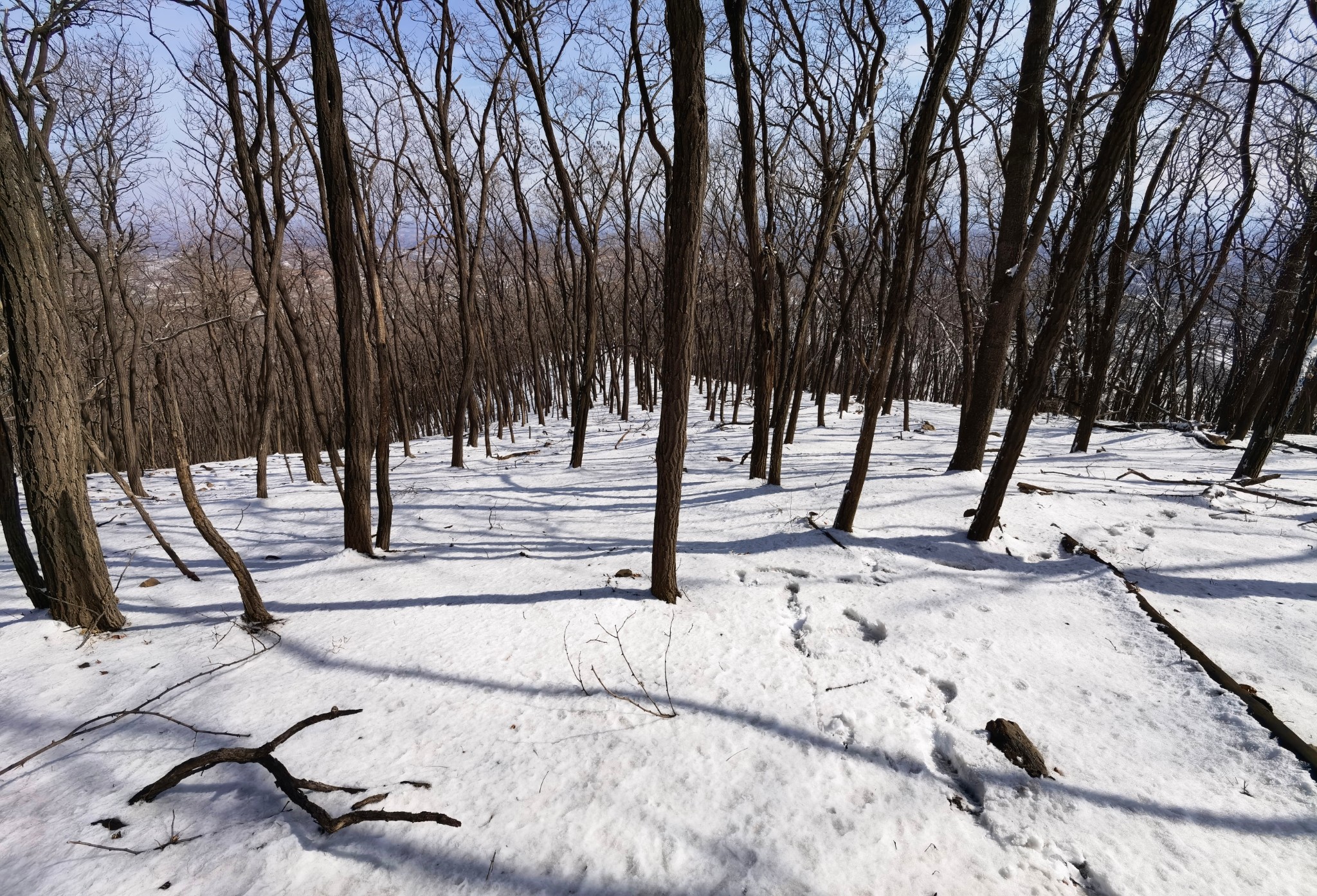 玉树傲娇银花怒放雪岭惊艳帅哥黯然美女失色嶕峣山雪图洛阳