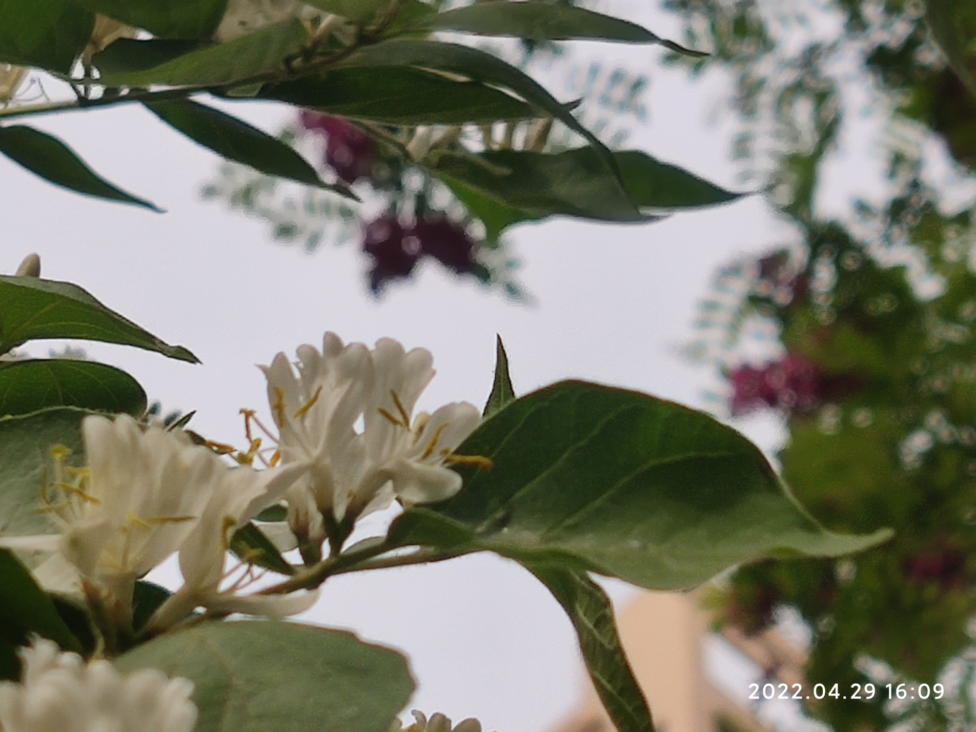 金银花_游记
