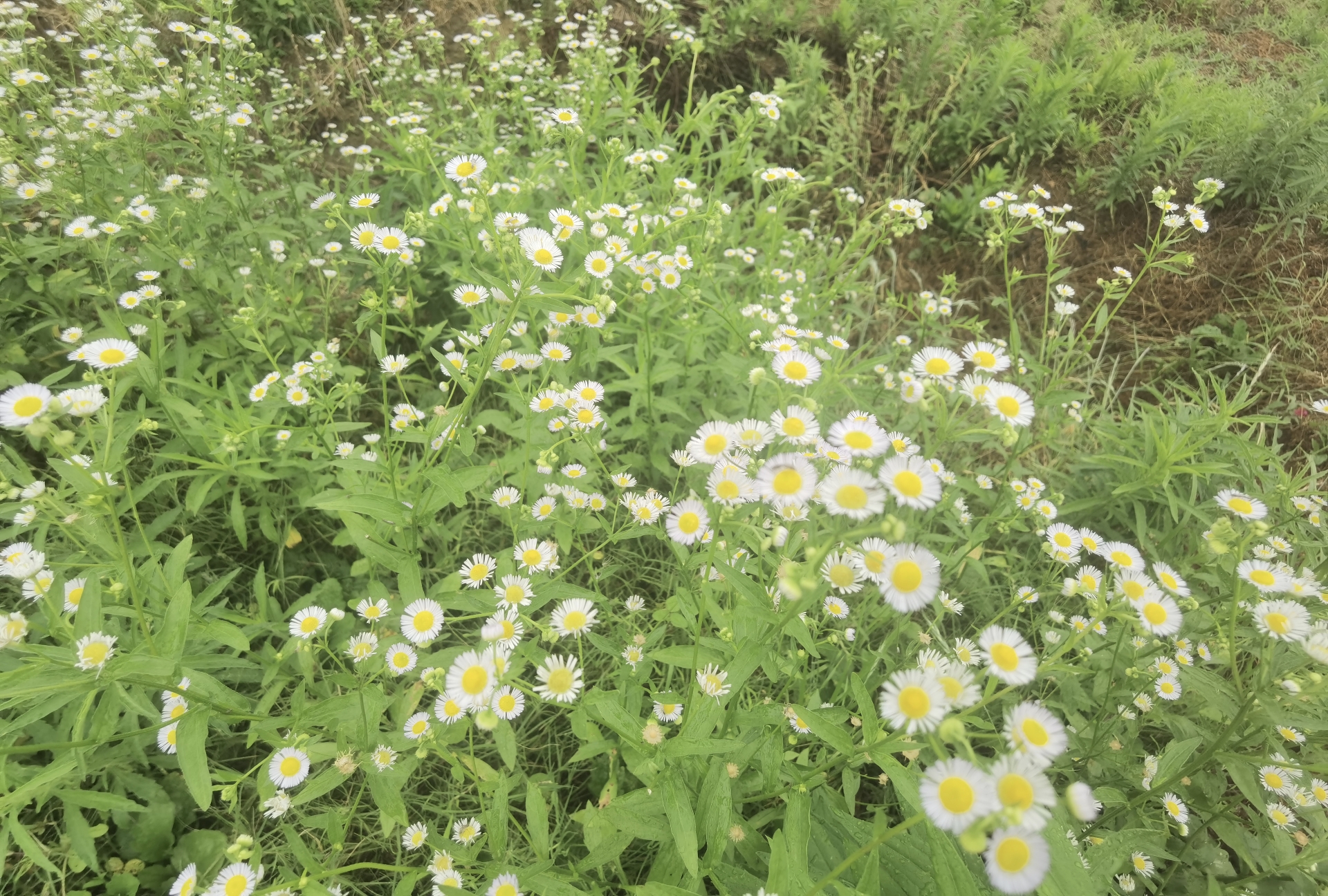 芜湖西河古镇