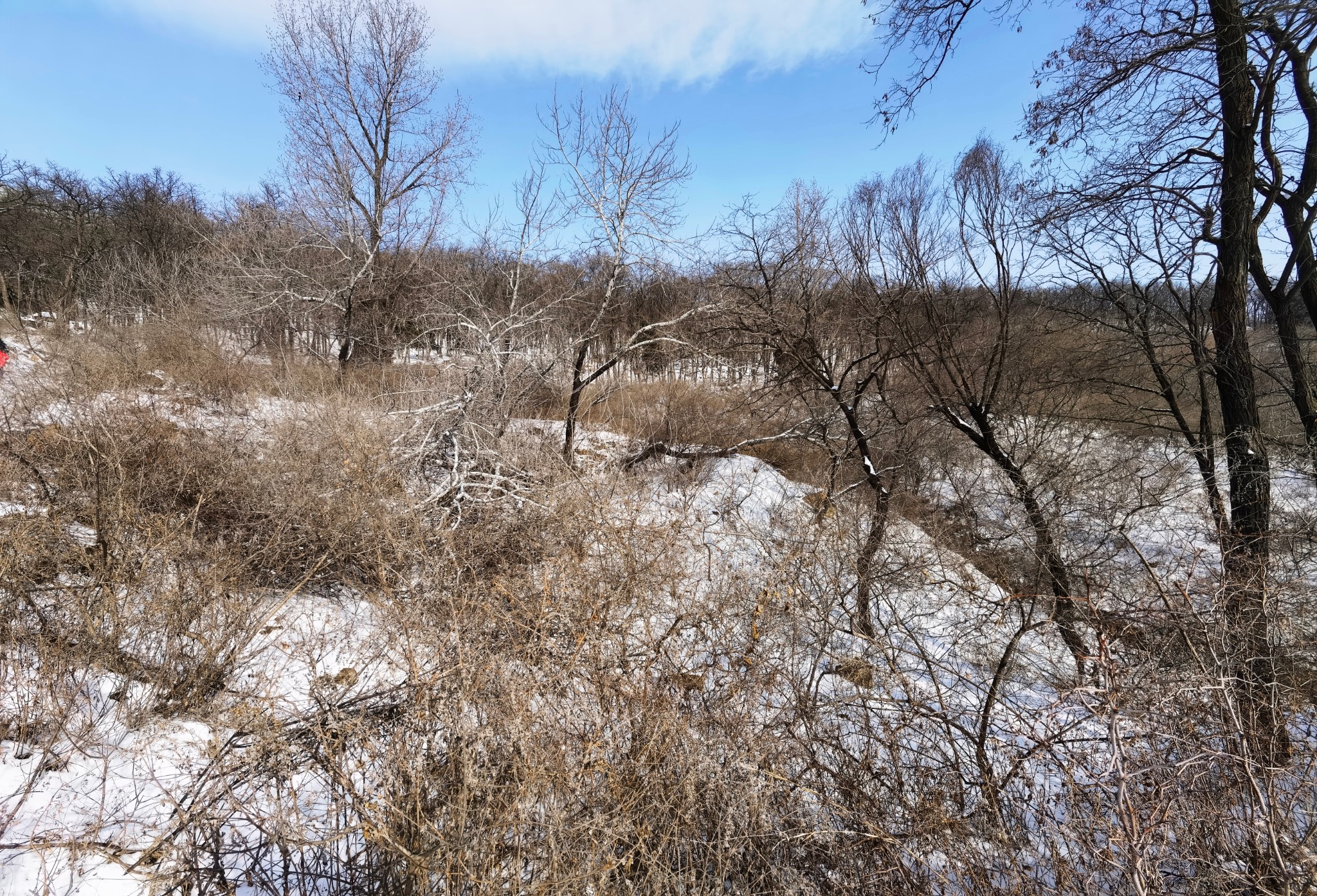 玉树傲娇银花怒放雪岭惊艳帅哥黯然美女失色嶕峣山雪图洛阳