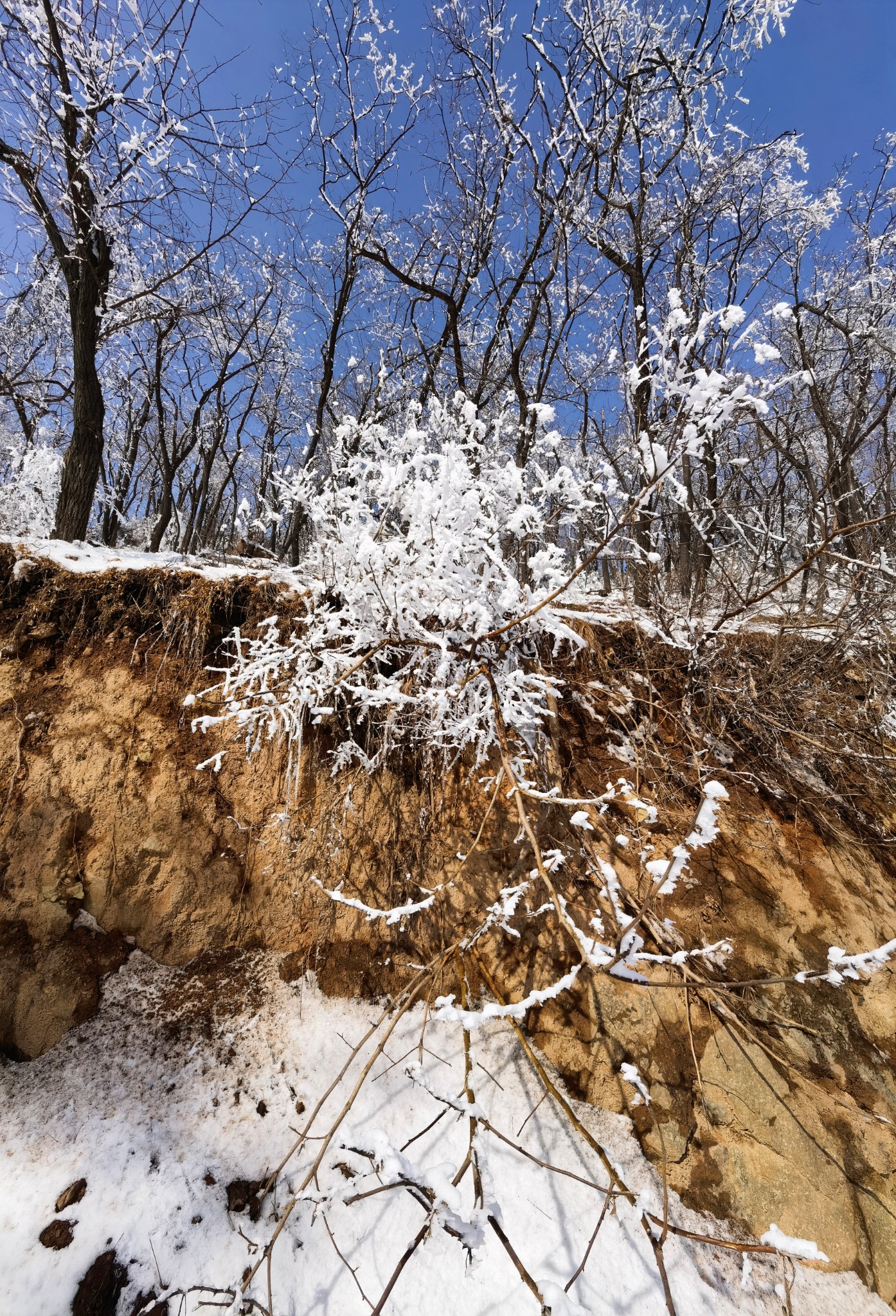 玉树傲娇银花怒放雪岭惊艳帅哥黯然美女失色嶕峣山雪图洛阳