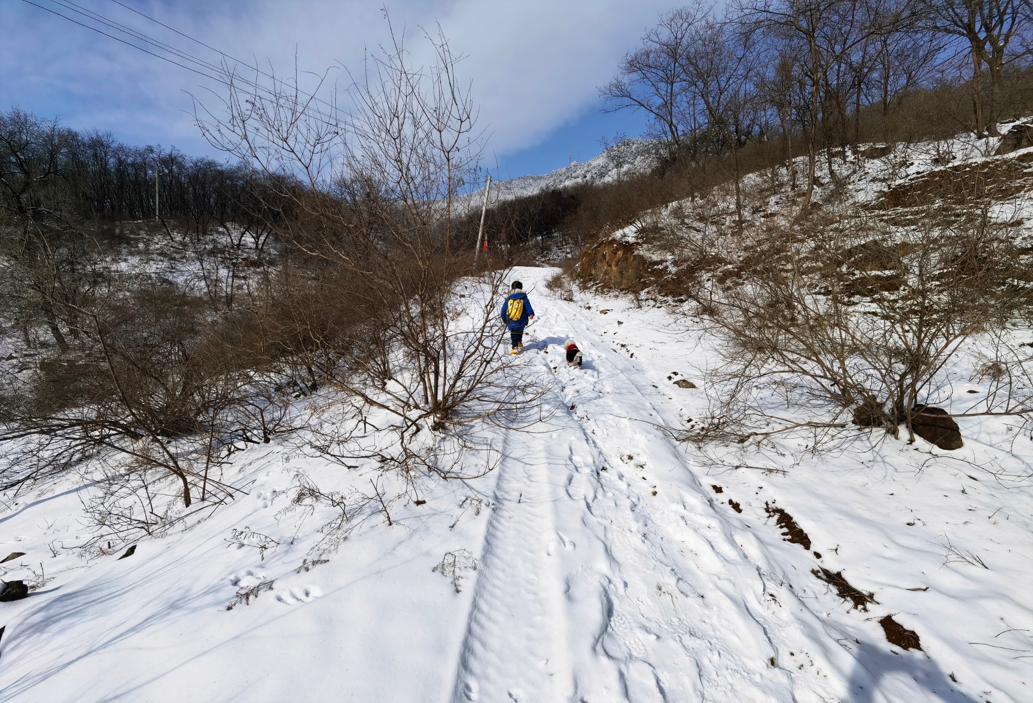 玉树傲娇银花怒放雪岭惊艳帅哥黯然美女失色嶕峣山雪图洛阳