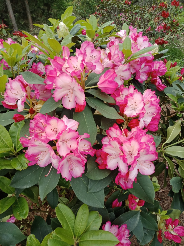 赴约天台山杜鹃花