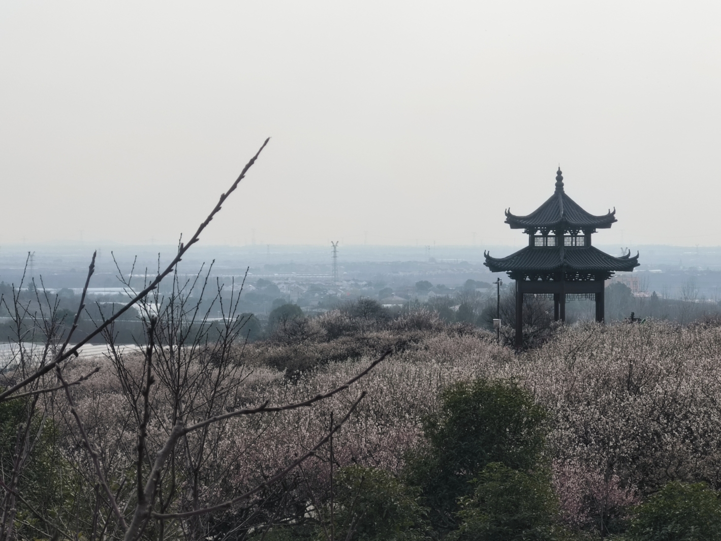 南京傅家边梅花门票图片