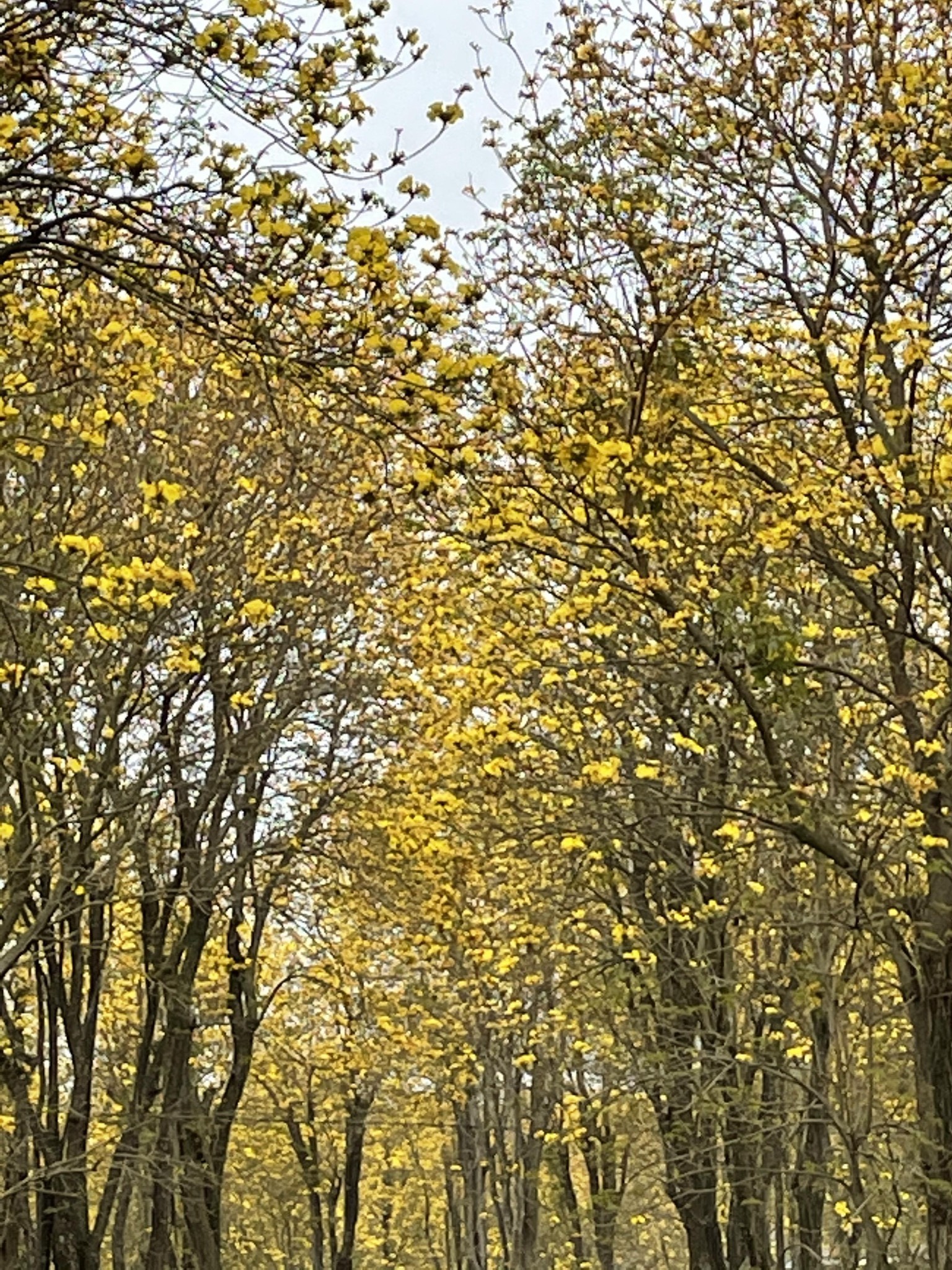 成都市温江万春镇蓝枫园,成都自助游攻略 - 马蜂窝