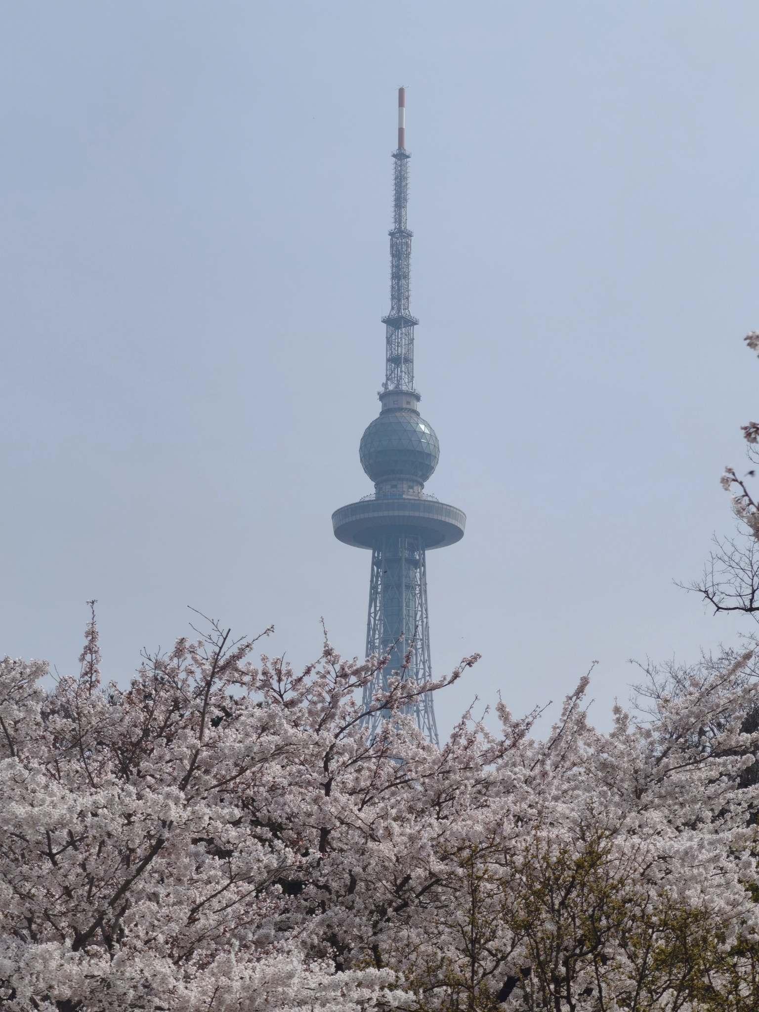 【青岛春日暴走日志】四天三夜：💨吹成海带的我们，与樱花撞个满怀🌸插图334