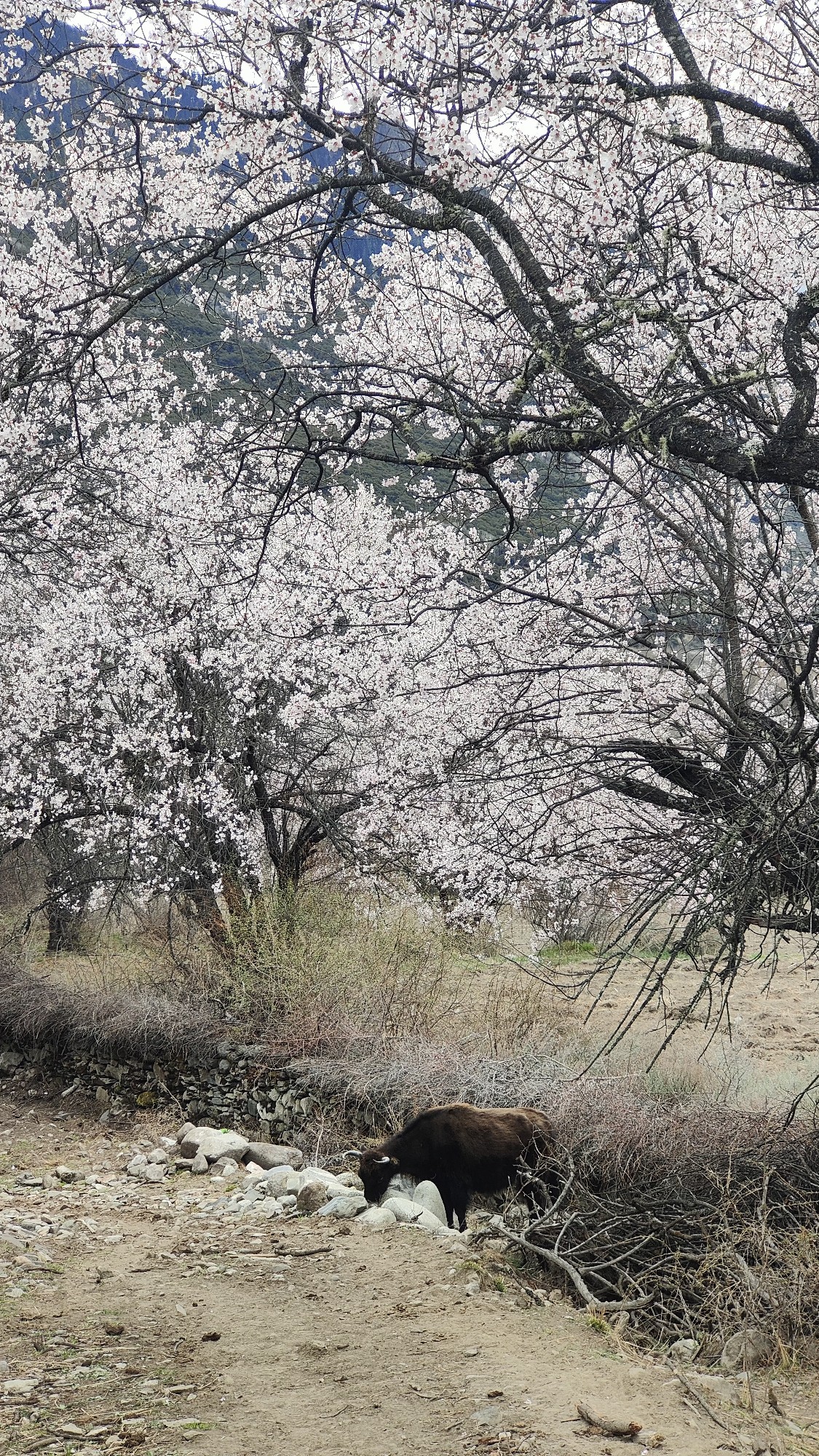 林芝自助遊攻略