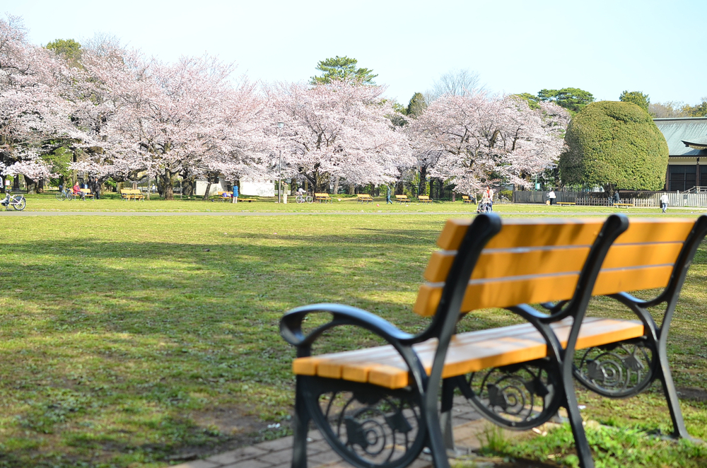 小金井公园图片