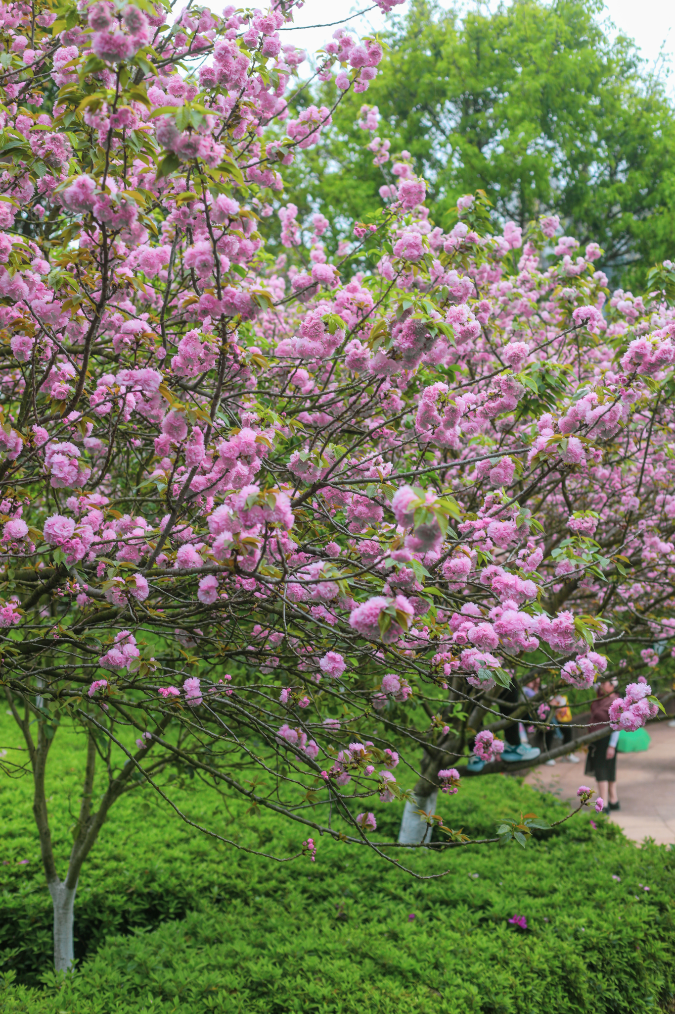 不负春光25小时直达在赣州赣县遇见十里樱花的春日浪漫