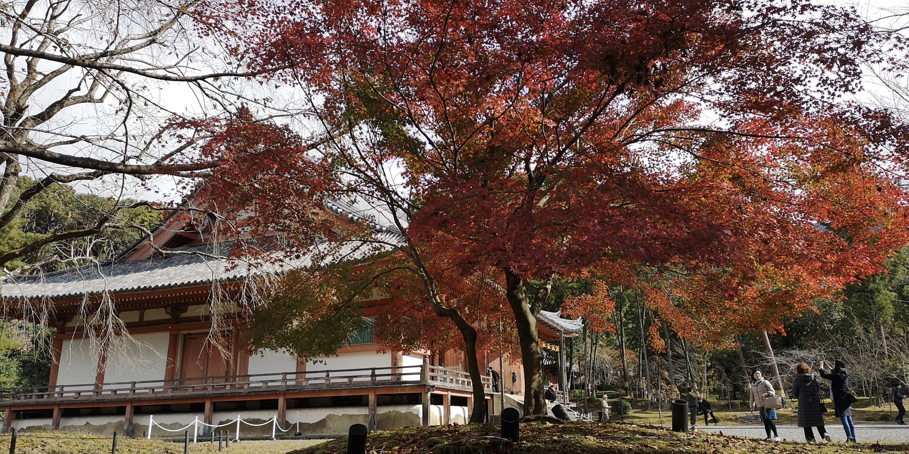 京都自助遊攻略