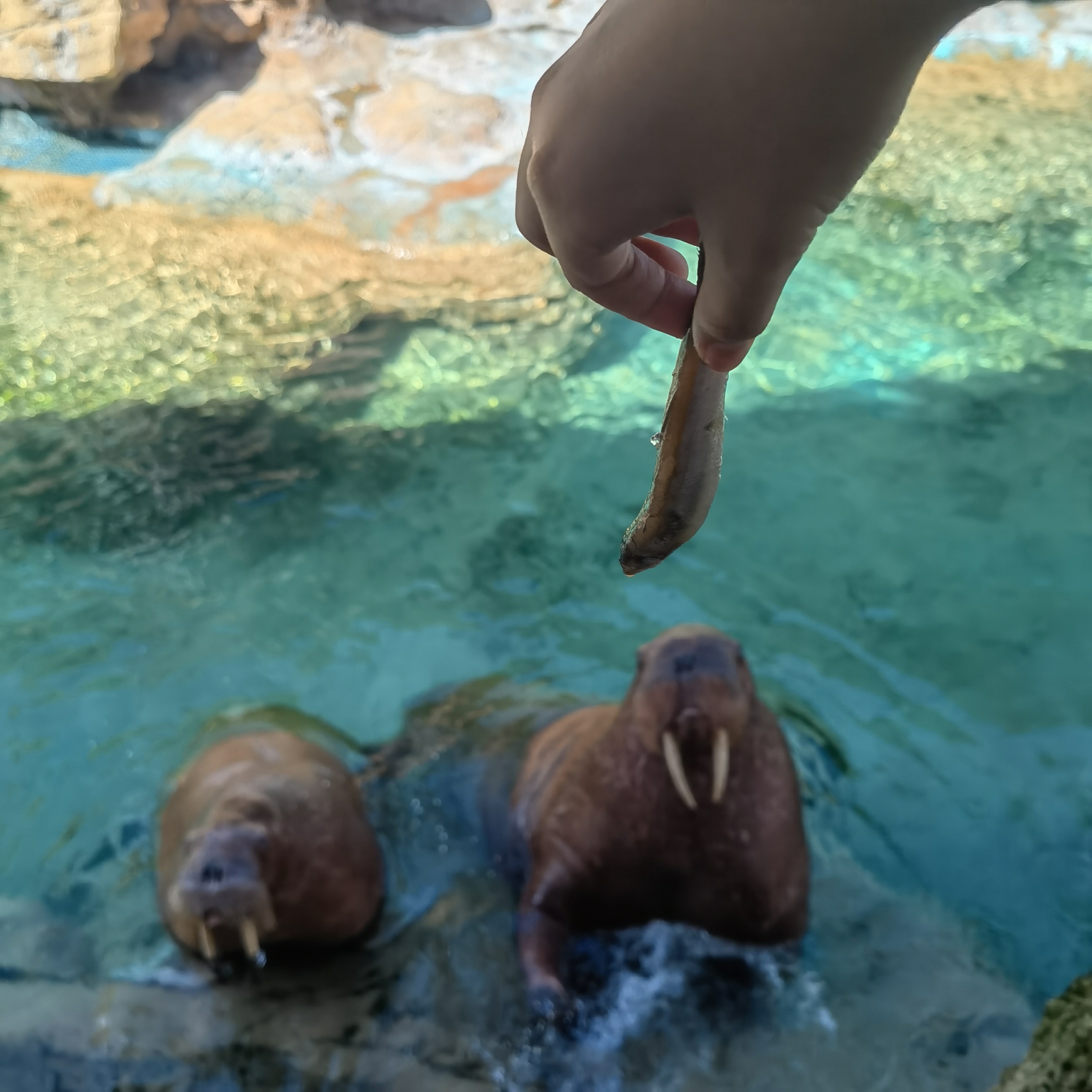 day2 长隆海洋王国day1 沈阳-珠海整体行程人均费用/7000rmb人物/家庭