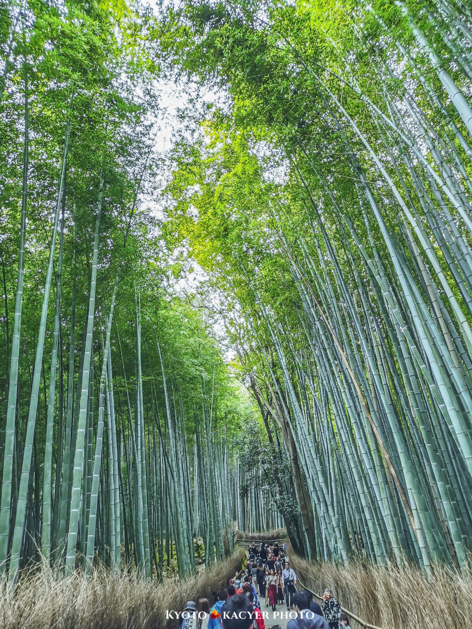 京都自助遊攻略