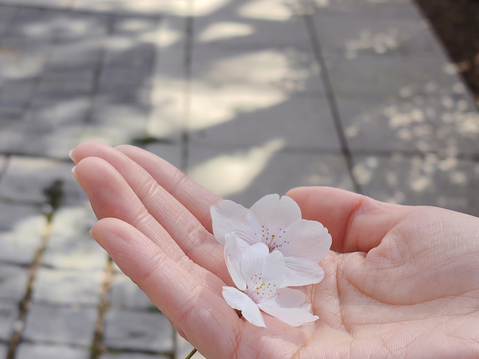 【青岛春日暴走日志】四天三夜：💨吹成海带的我们，与樱花撞个满怀🌸插图173