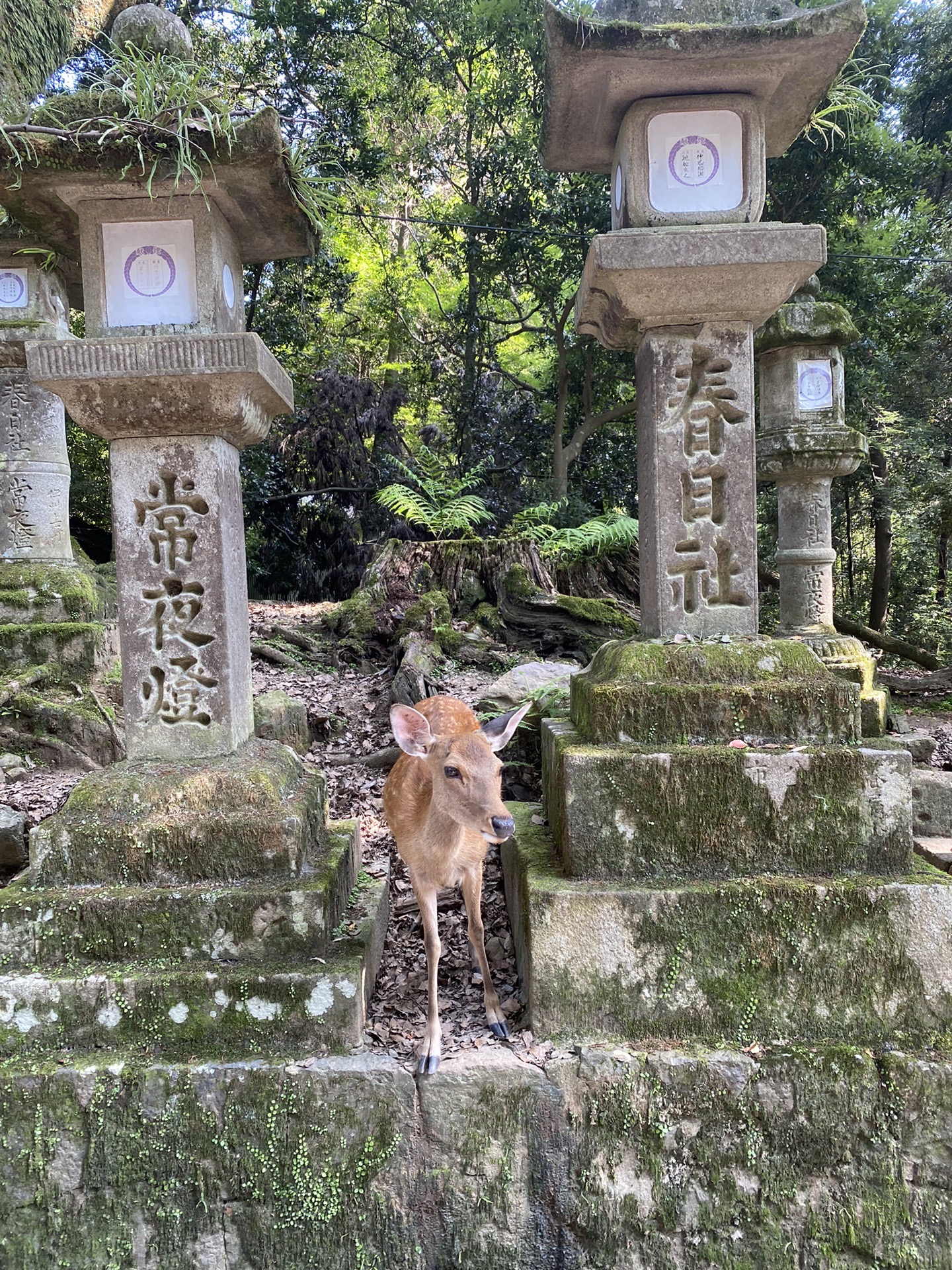 京都自助遊攻略