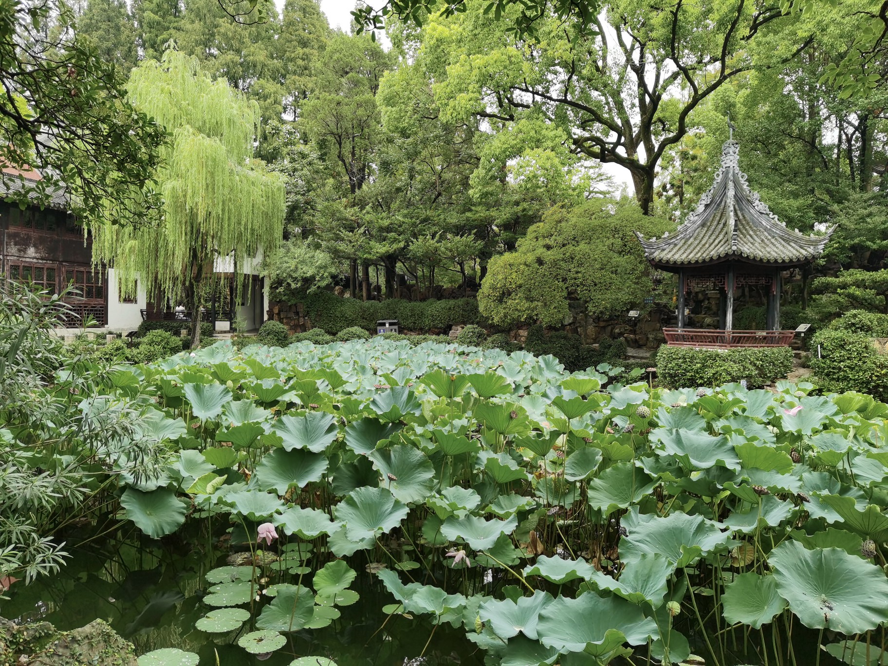 荷花池米拜石盘槐凝和堂仪门绿波廊24景4大景区"中山公园""曲水园""灵