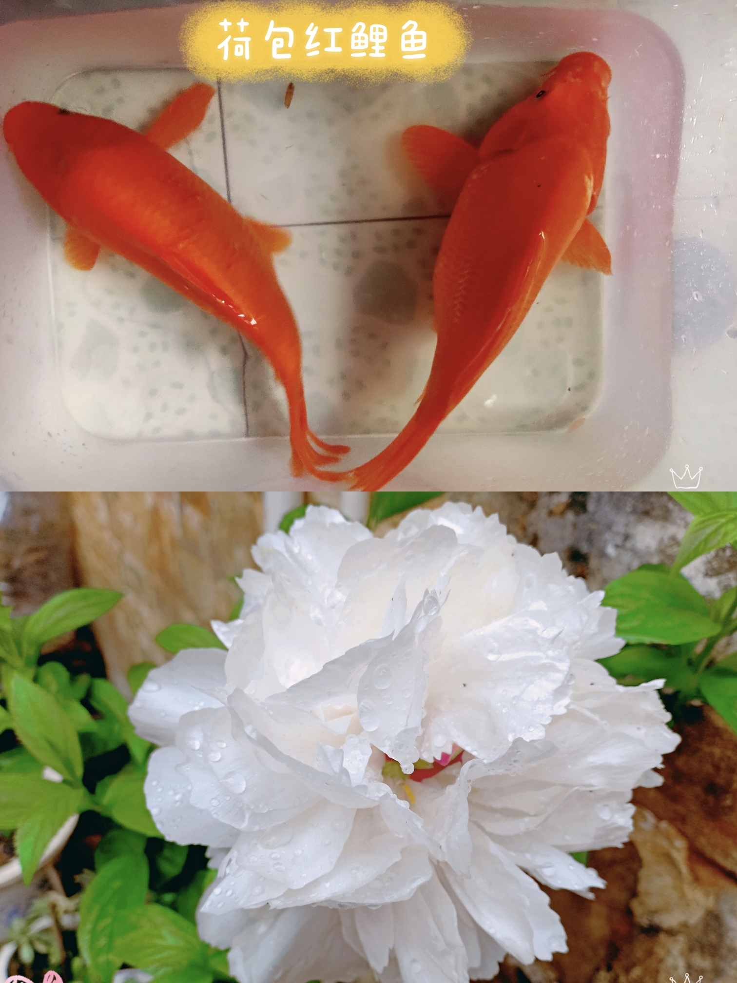 江西婺源一日游_婺源二日游_婺源一日游