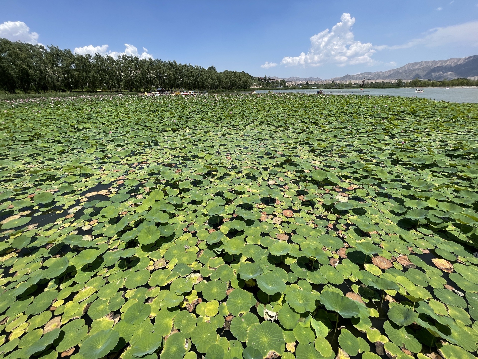 白银水川湿地公园图片