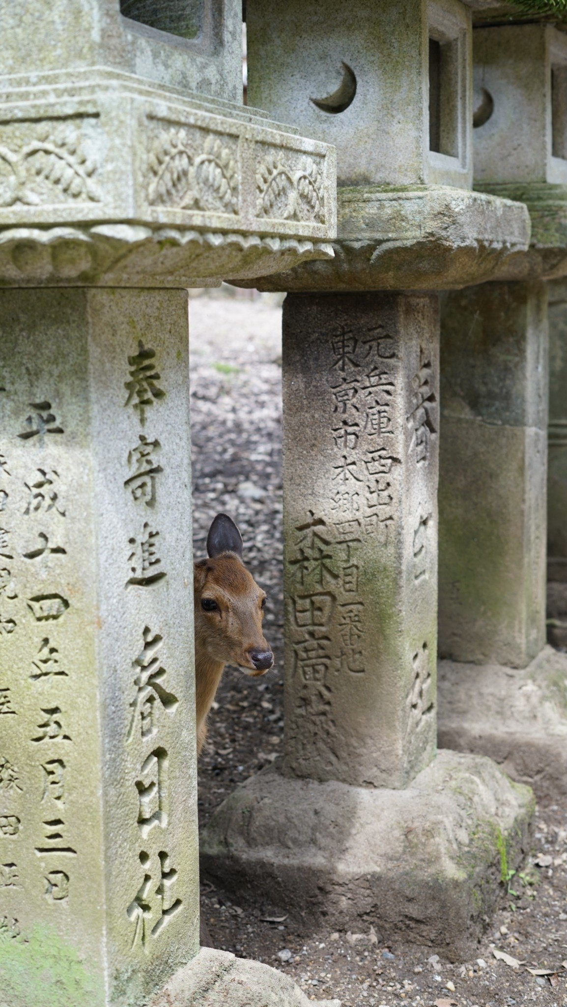 京都自助遊攻略