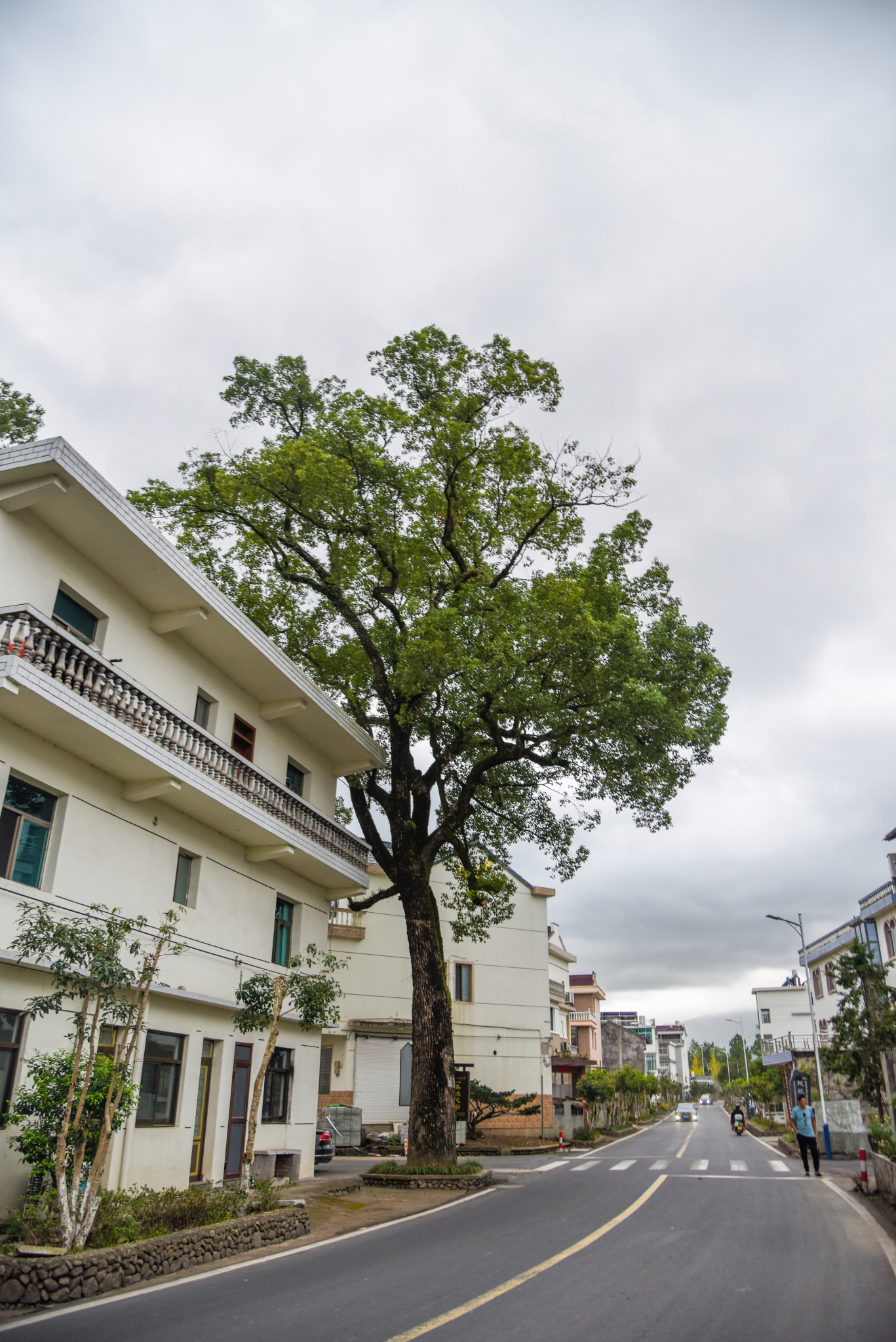 古树寻踪 内含地图定位 (浙江台州市天台县街头镇山头下村)