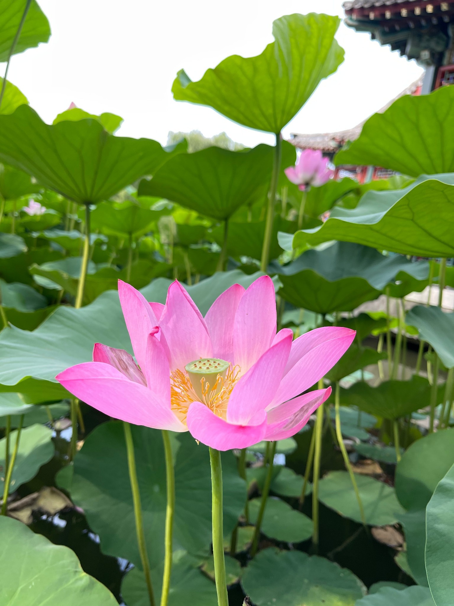 荷花大观园的介绍图片