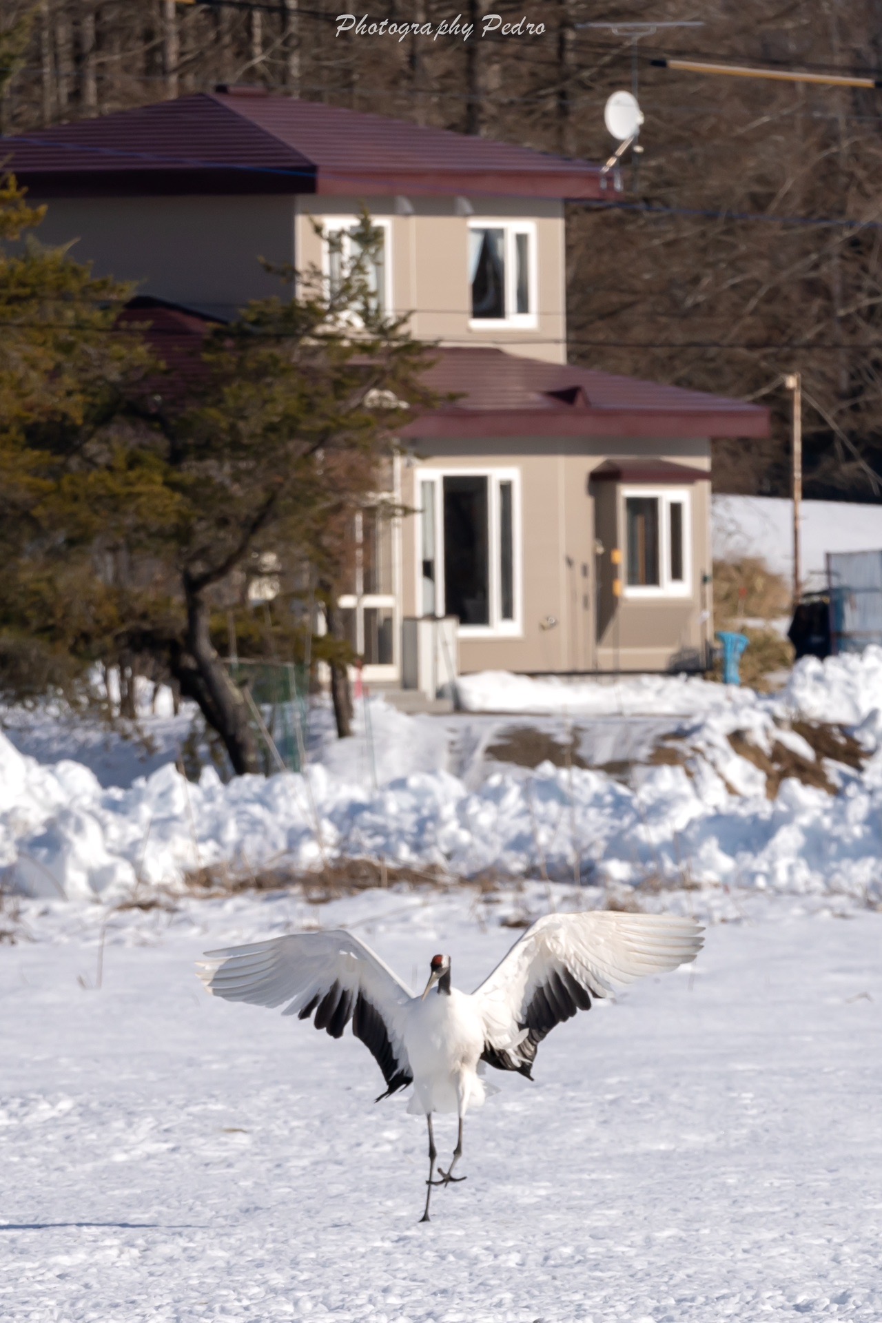 北海道自助遊攻略