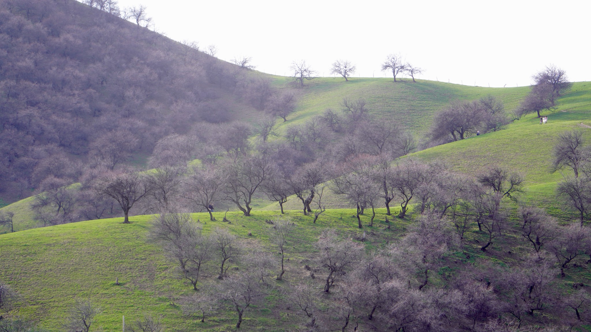 有惊喜也有遗憾的中华福寿山意外惊喜,s101-肯斯瓦特水库乌鲁木齐和田
