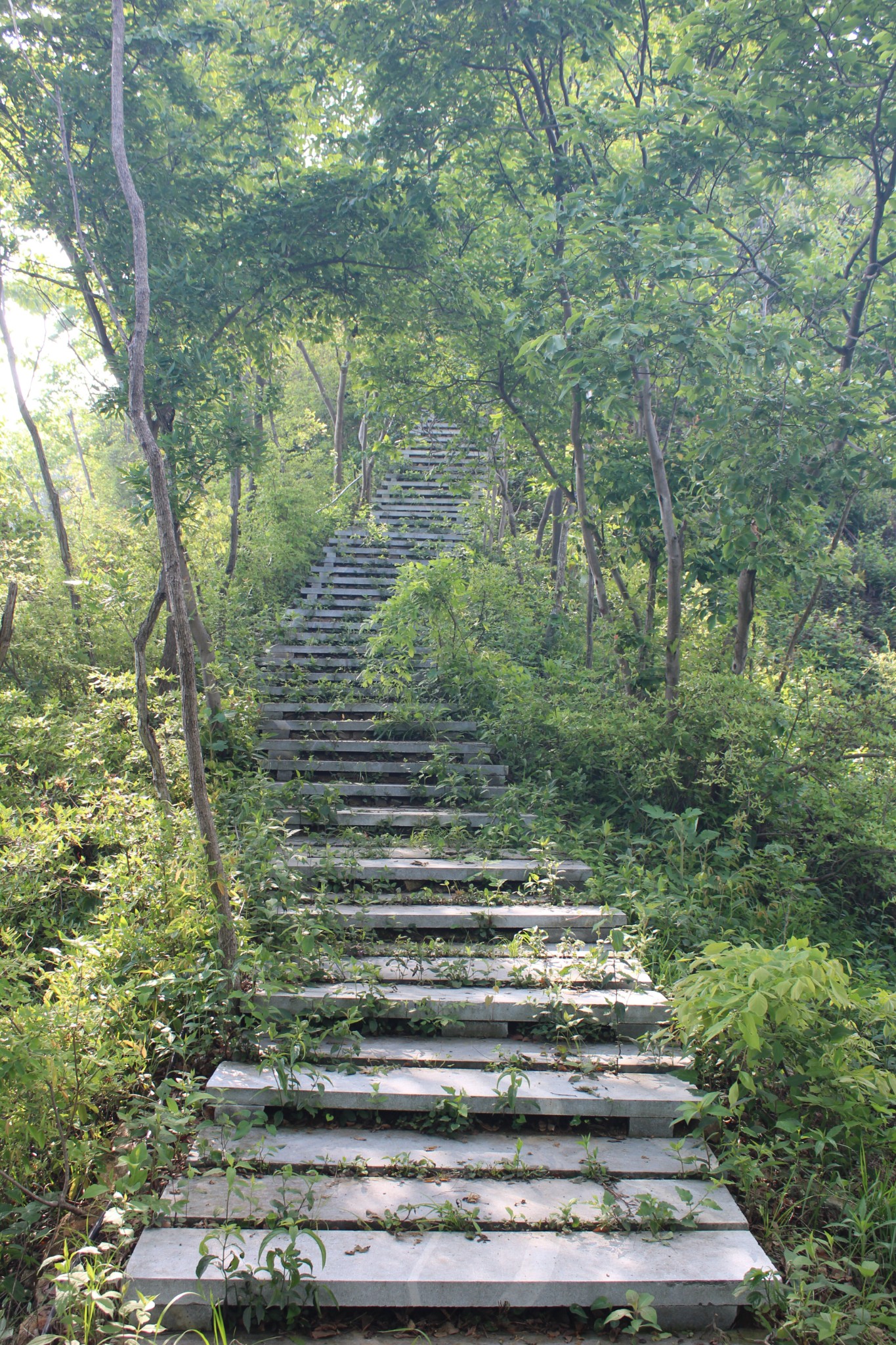 英山羊角尖山客游之一百五十七