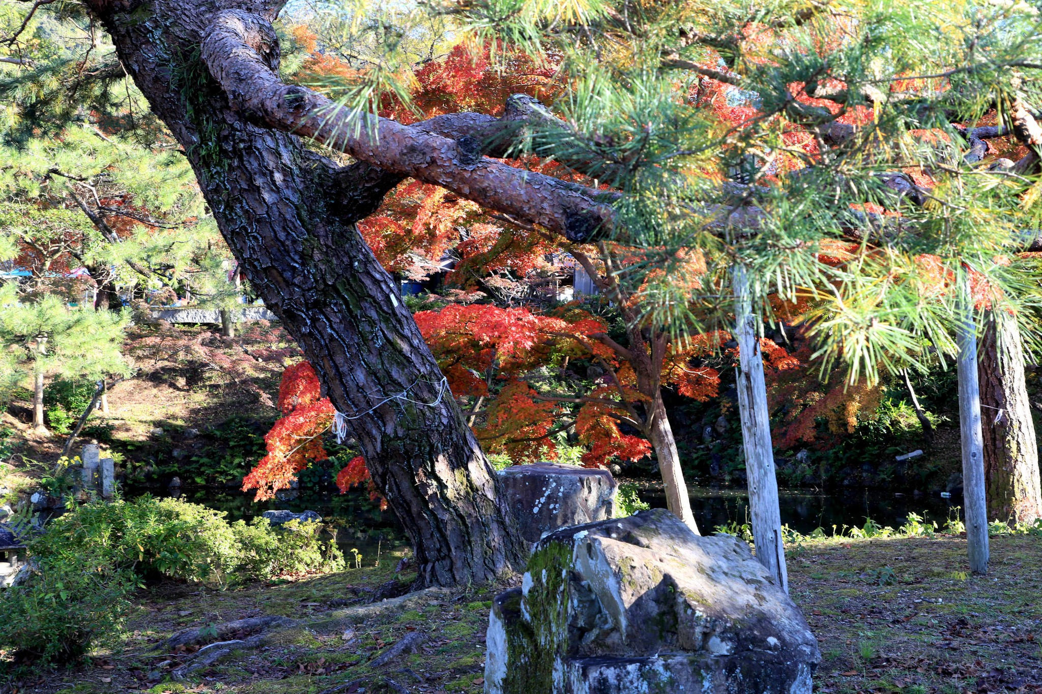 京都圆山公园图片