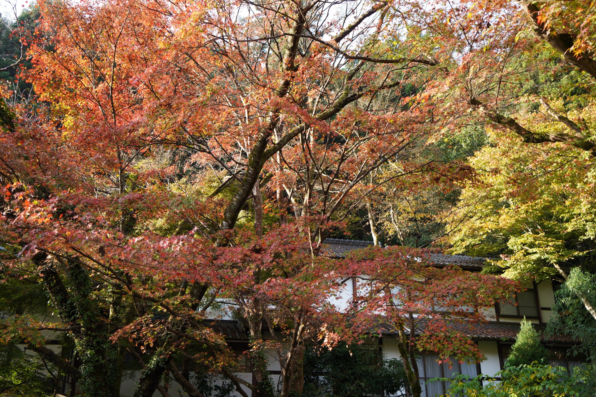 京都自助遊攻略