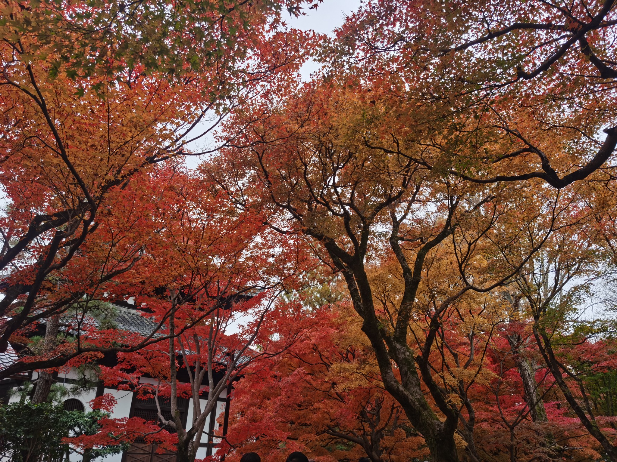 京都自助遊攻略