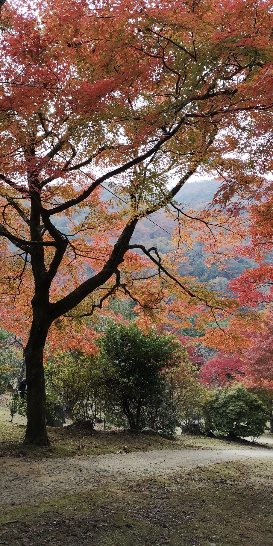 京都自助遊攻略