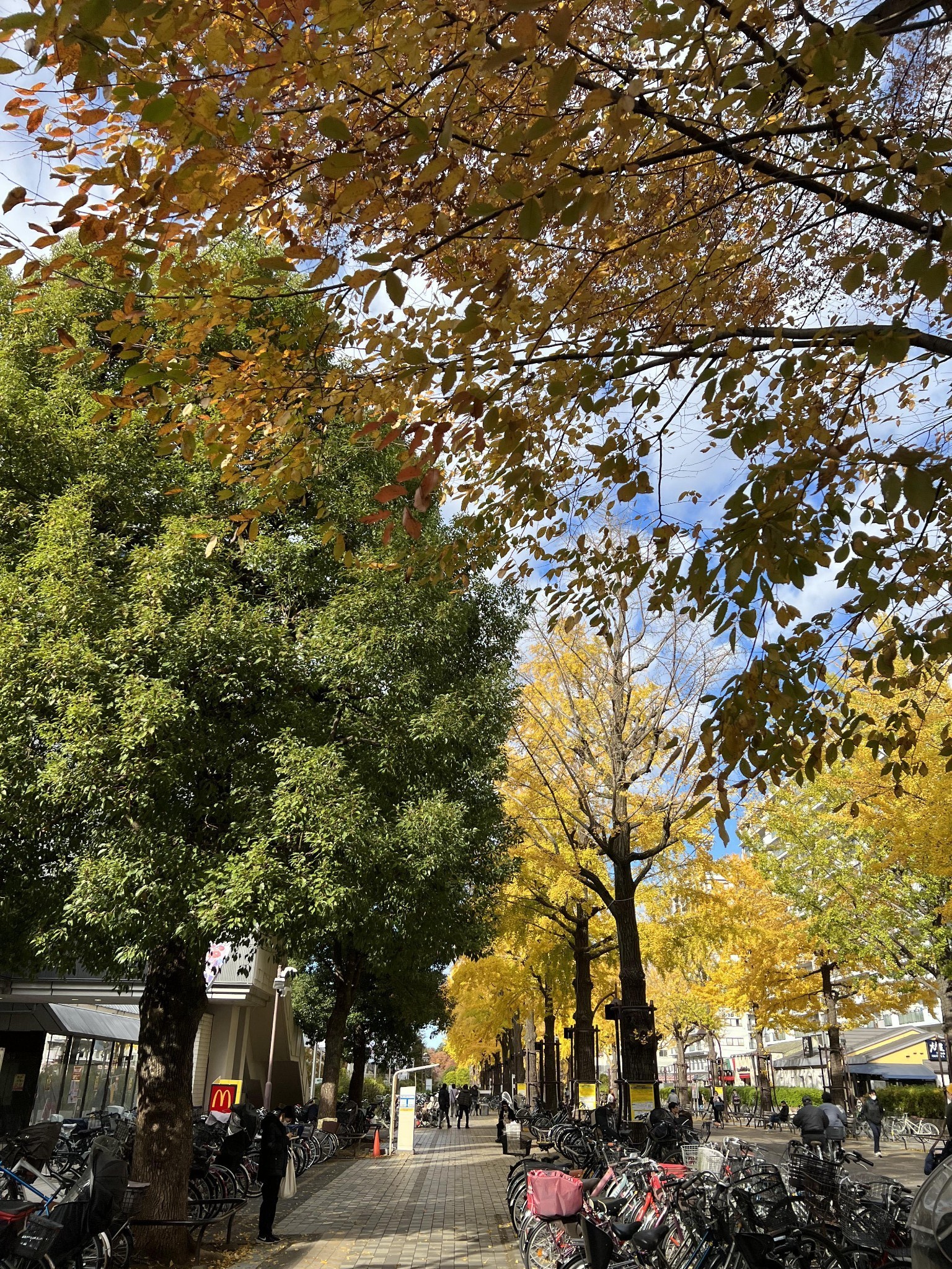 东京散策2023皇居一般公开明治神宫外苑银杏大道新国立美术馆东京塔