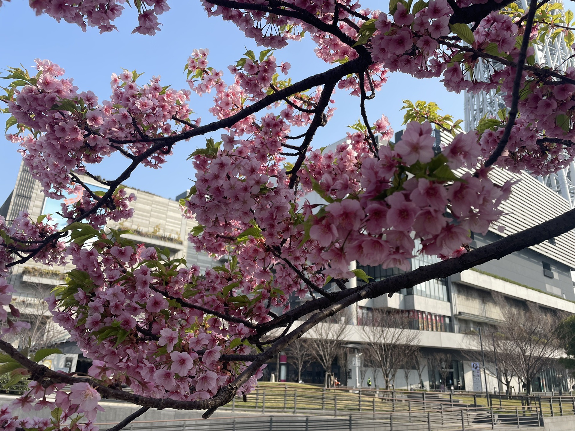 東京自助遊攻略