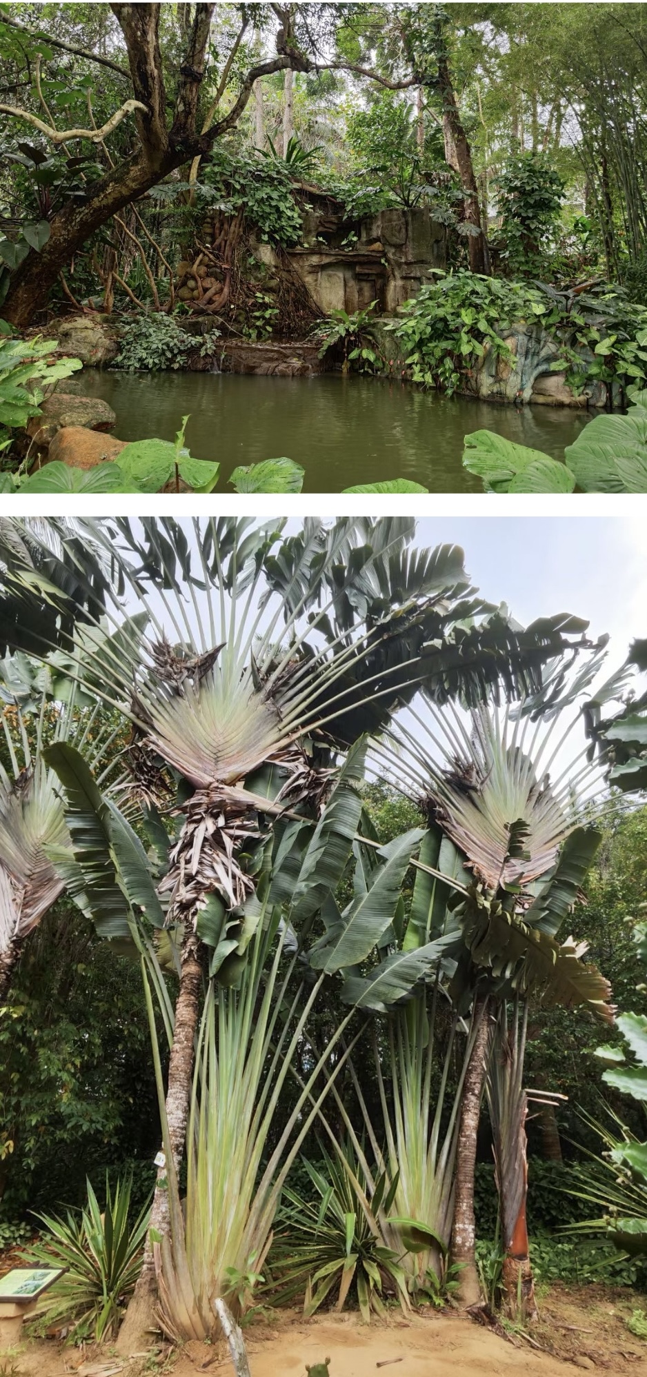 兴隆热带植物园万宁图片