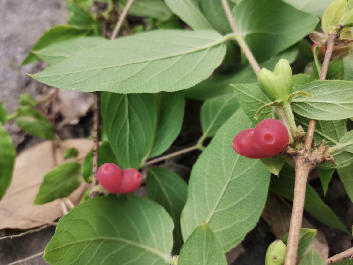 秦嶺耿峪紅梅樹農家樂山野果羊奶奶熟了,周至自助遊攻略 - 馬蜂窩