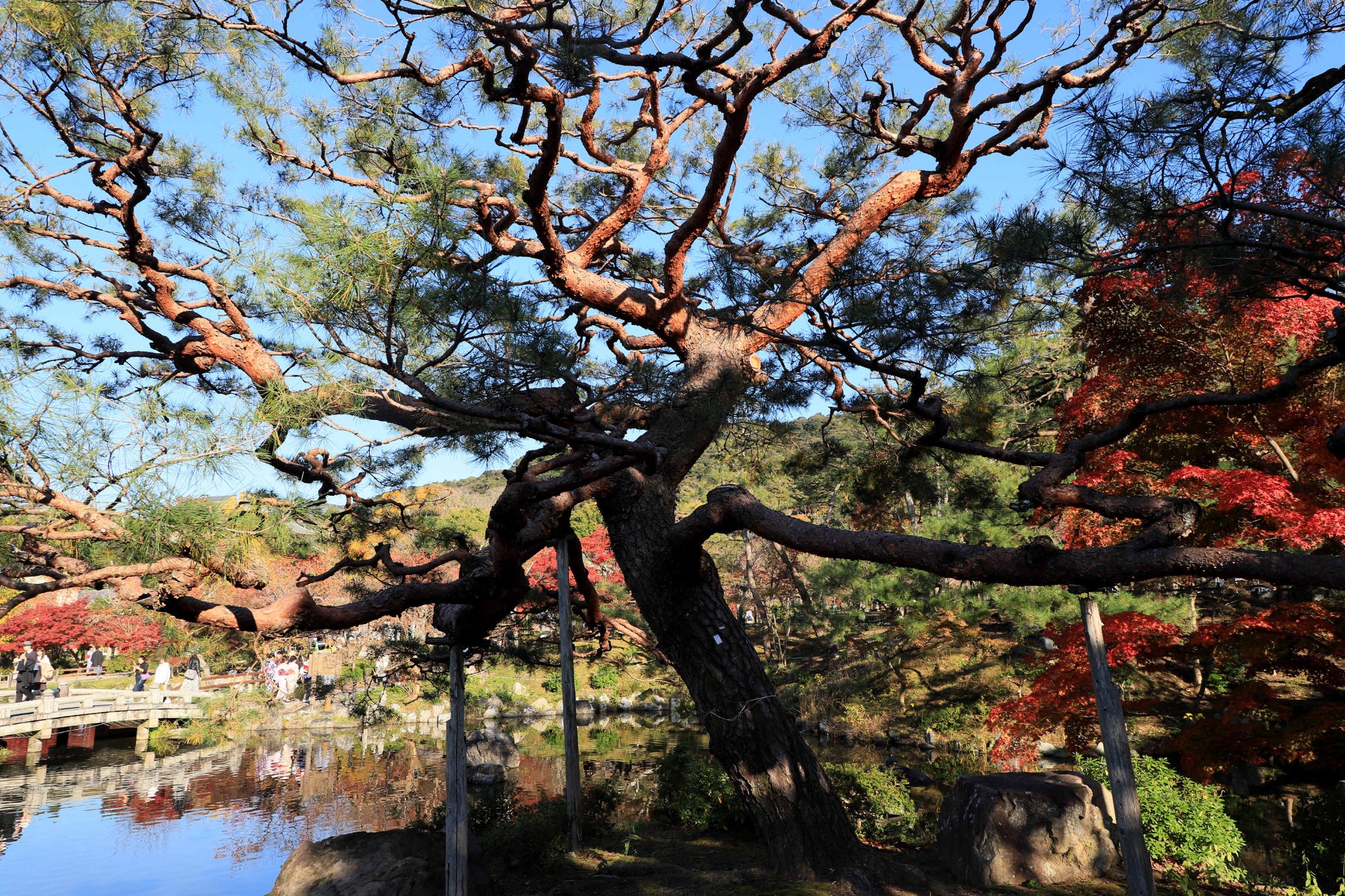 京都圆山公园图片