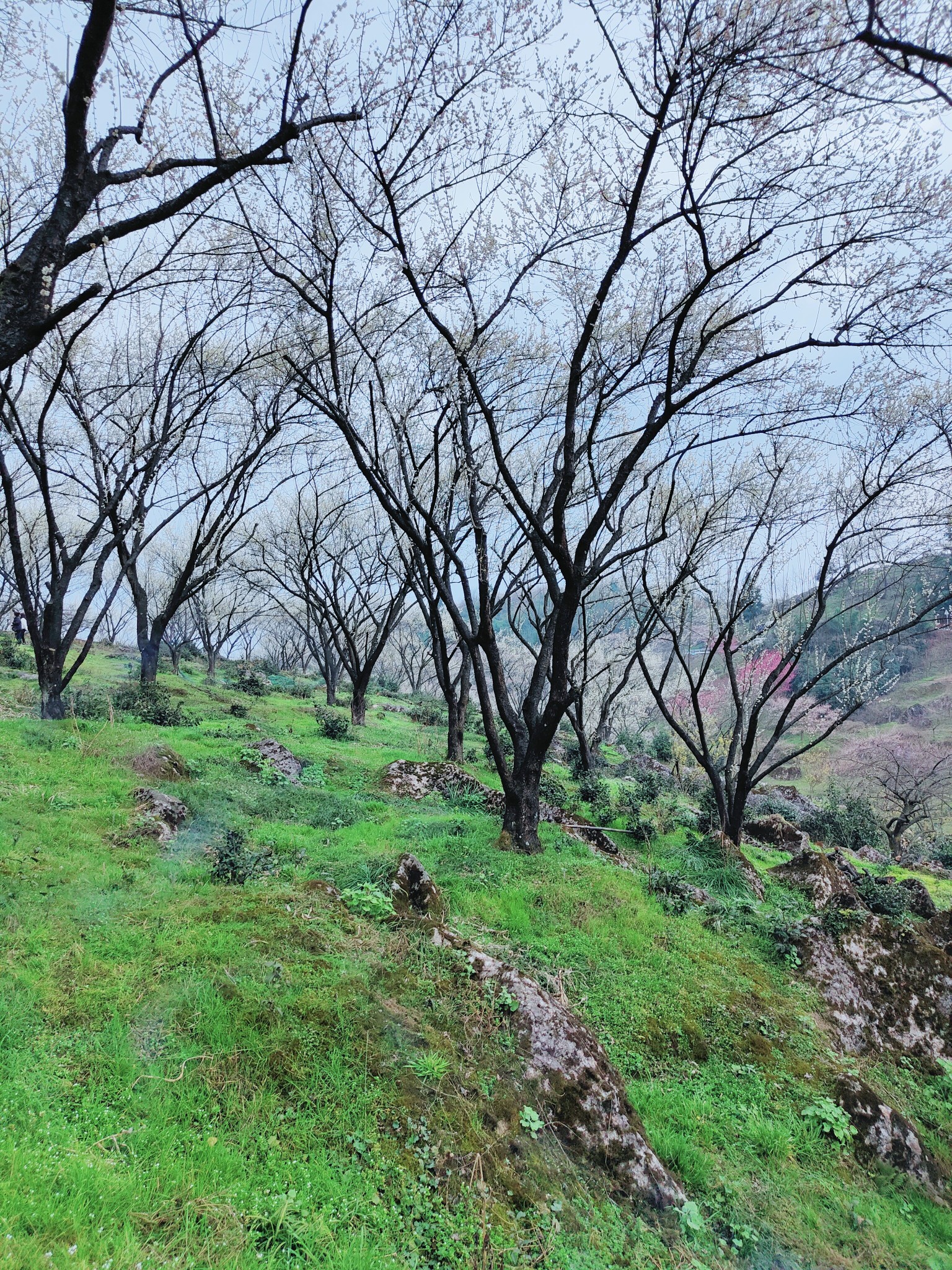 大邑县雾山乡图片