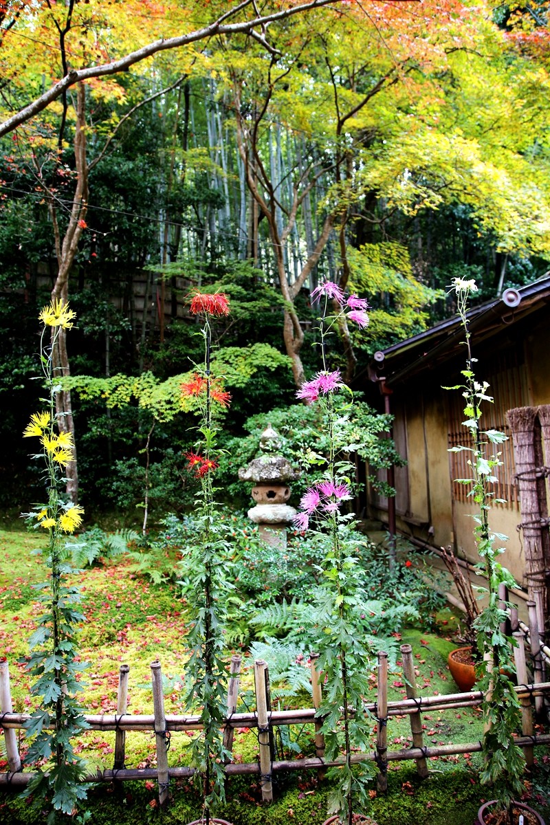 京都自助遊攻略