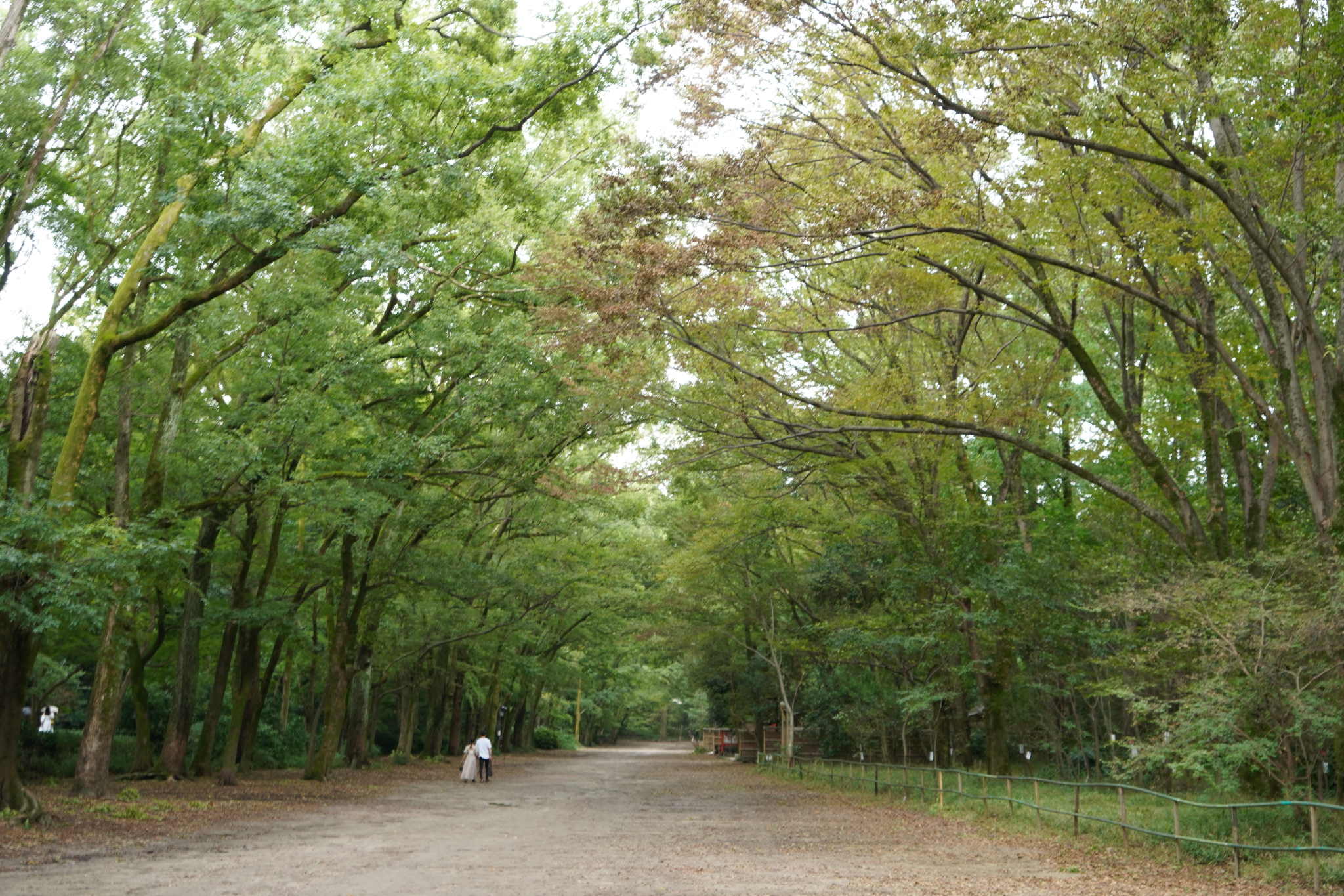 河合神社:日本第一美丽神,女孩的最爱京都大学:培养出八位诺奖得主的