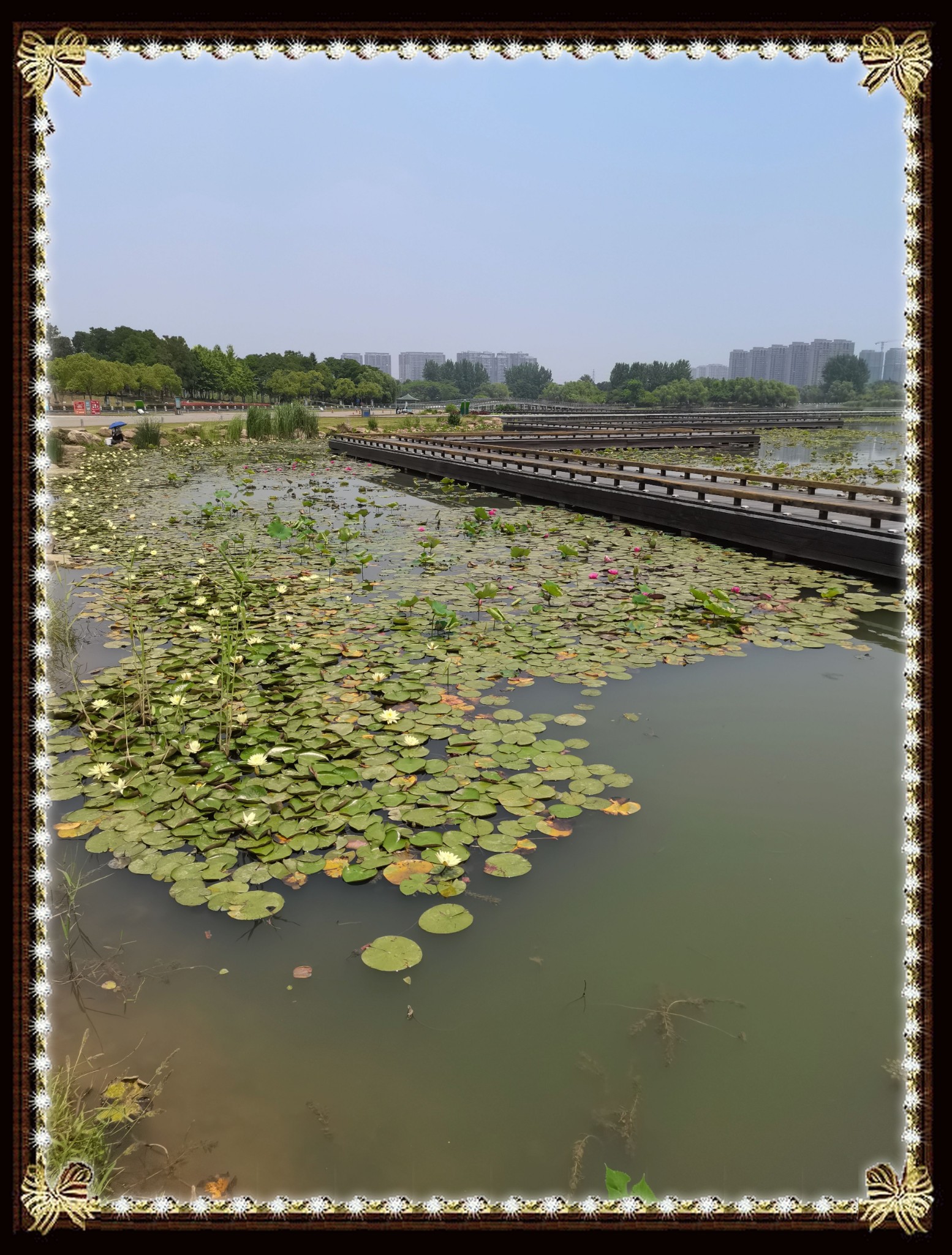 莲花湖公园南京图片