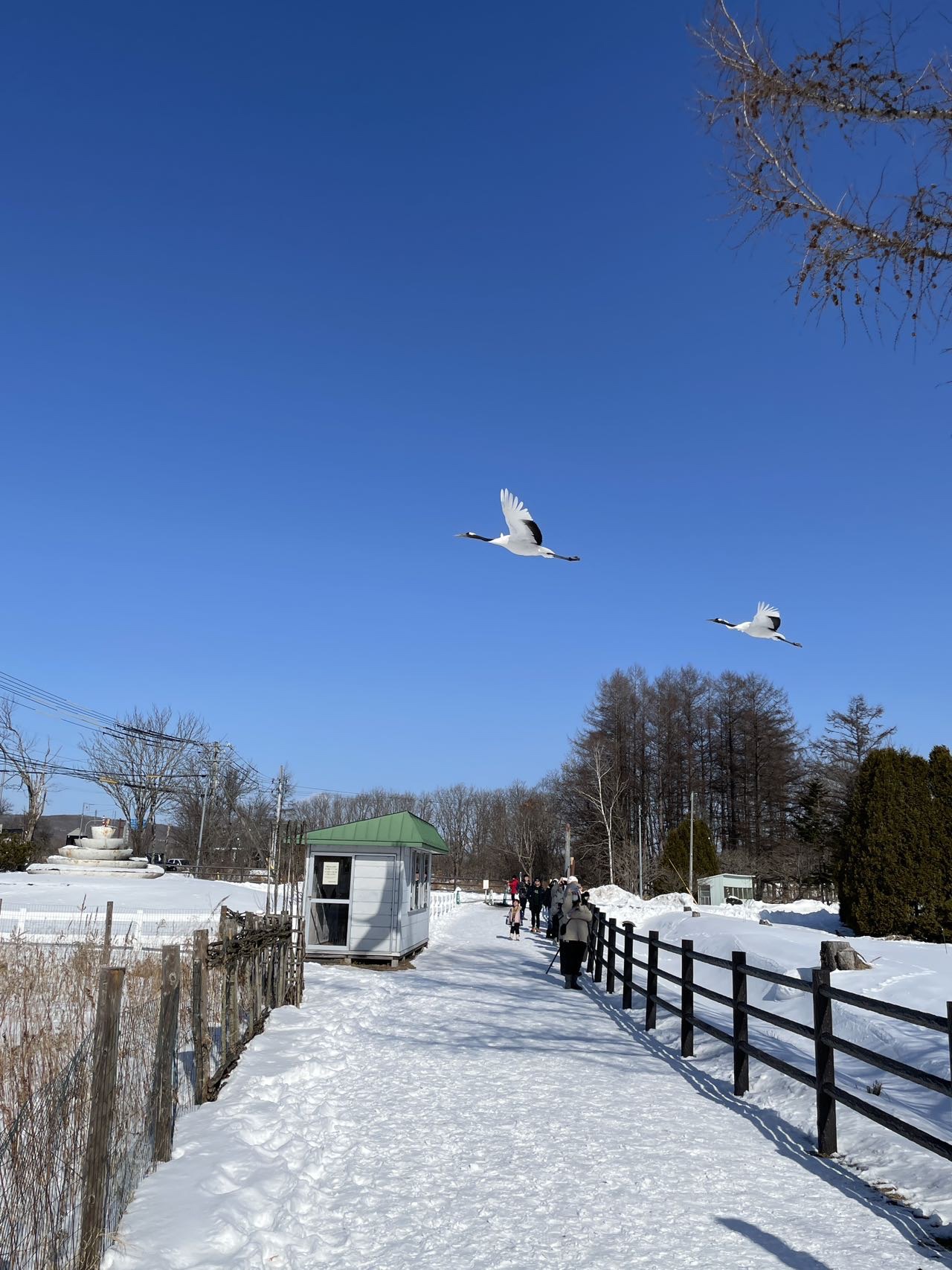 北海道自助遊攻略