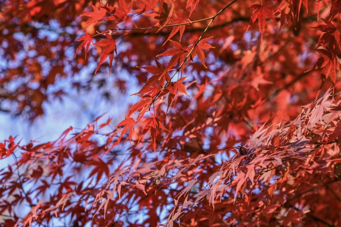 栖霞枫叶遇上南博90年大展南京5天视觉大餐