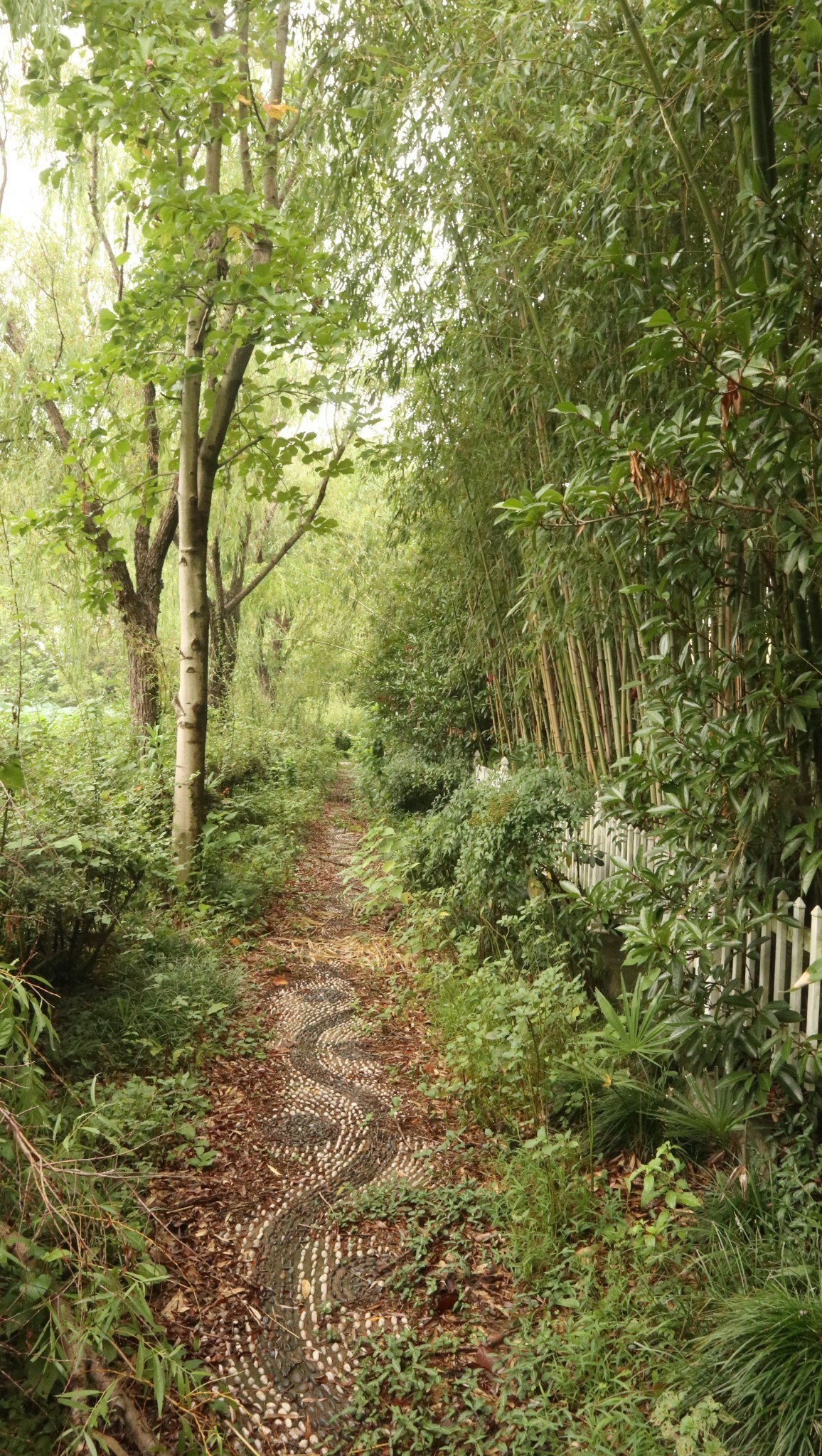 金孔雀相思林风景区图片