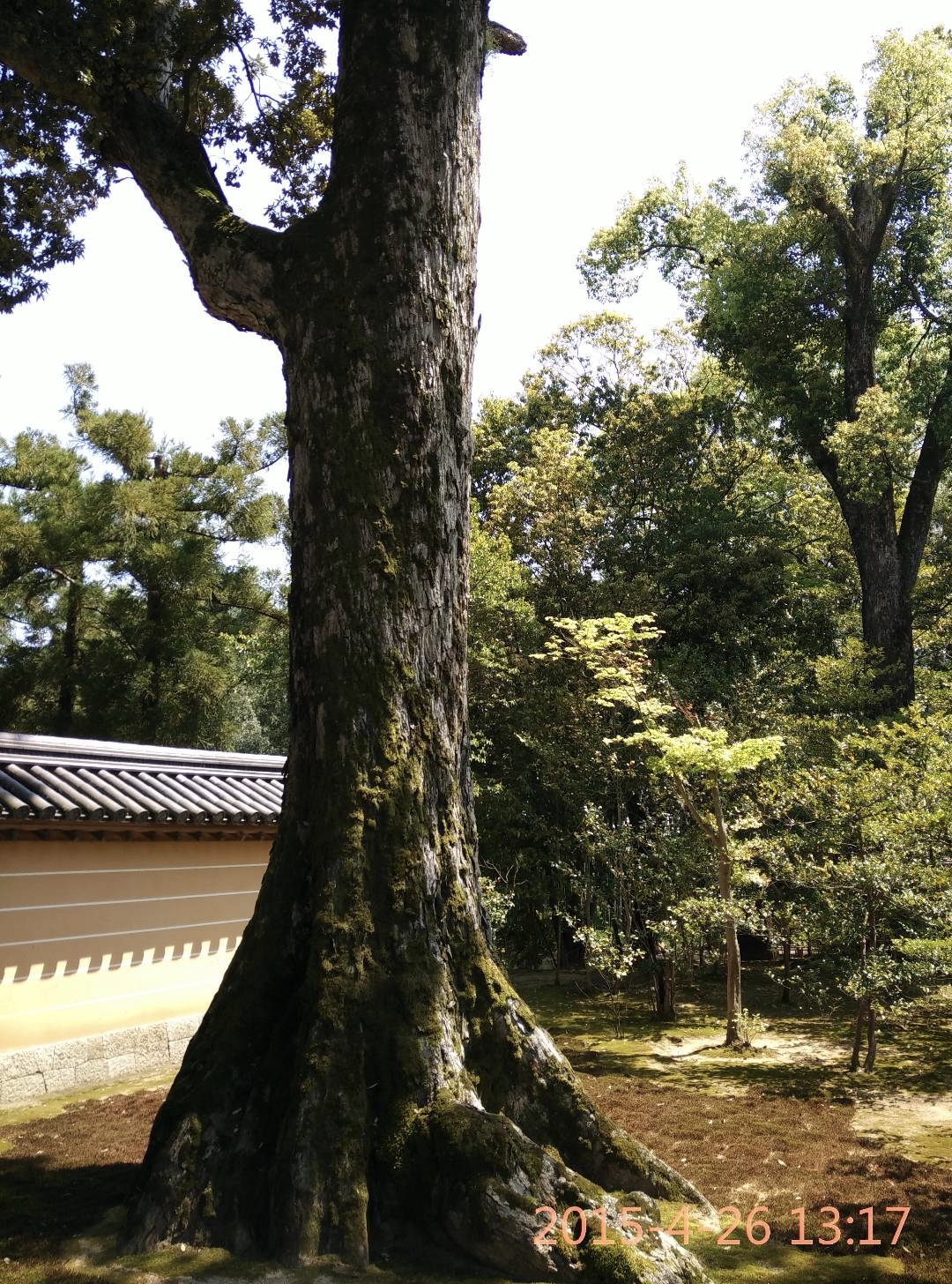 京都自助遊攻略