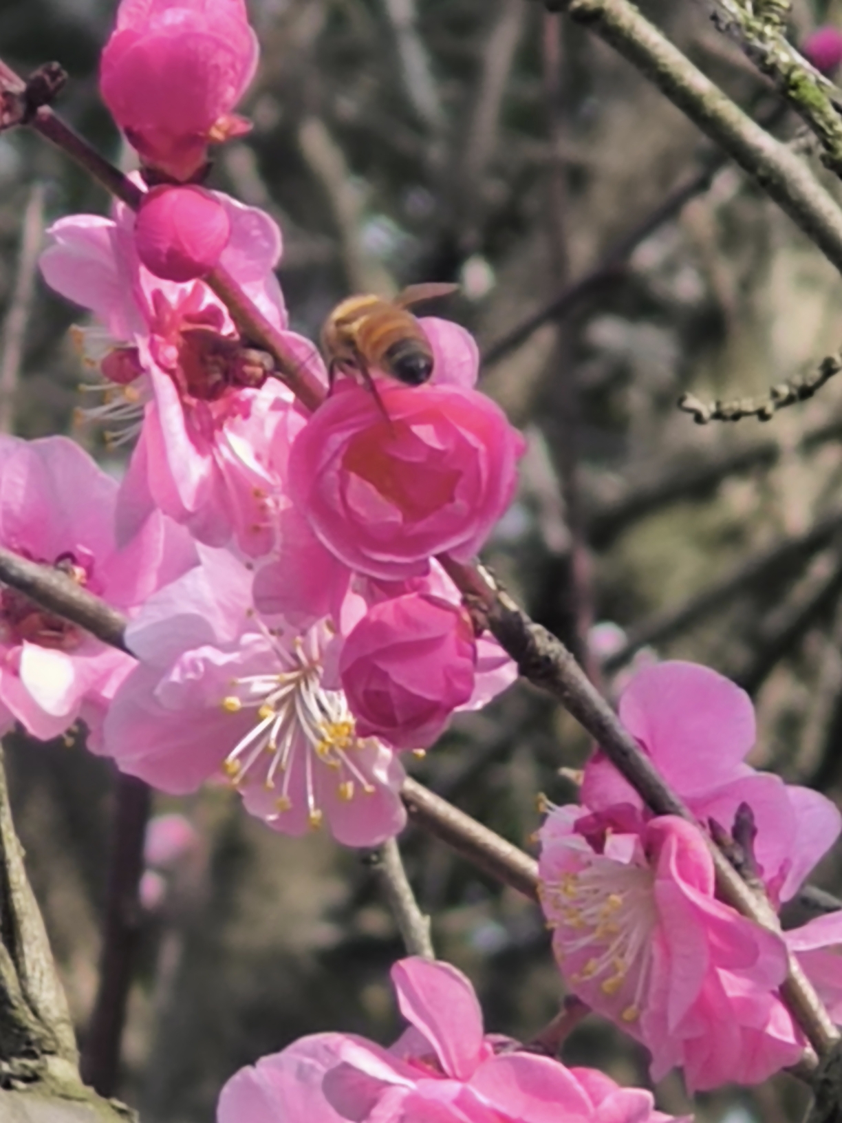 傅家边梅花山图片