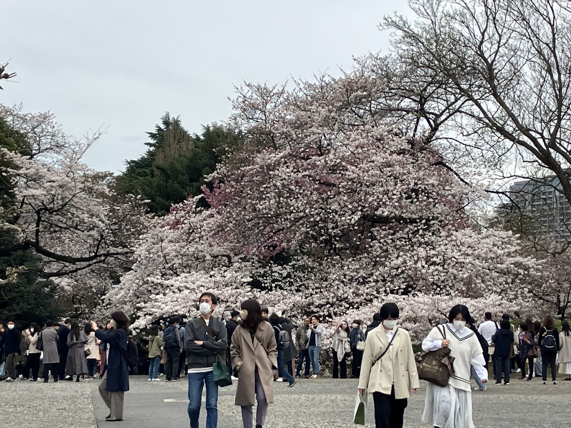 東京自助遊攻略