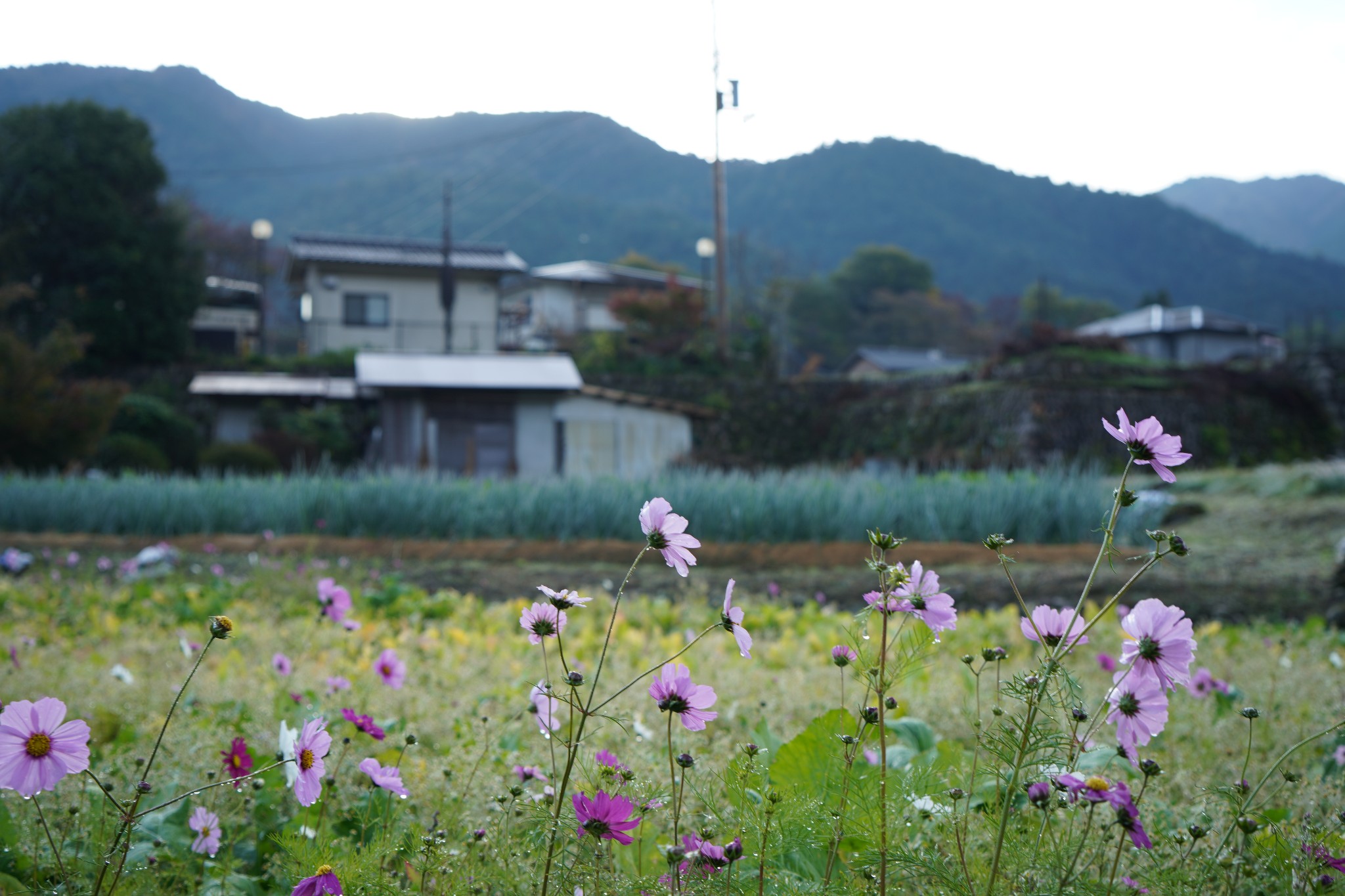 京都自助遊攻略